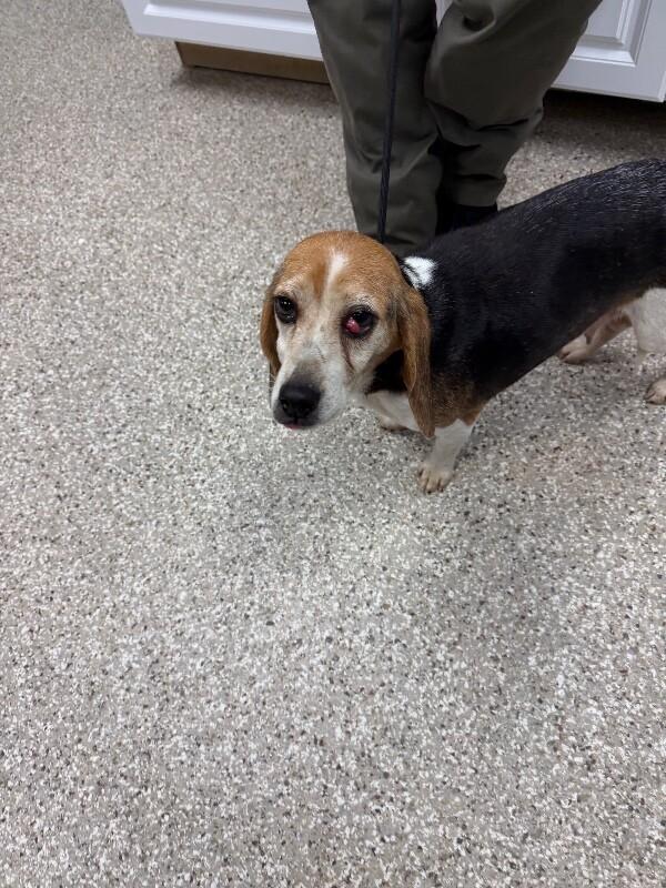 Penny, a Adoptable Beagle in Supply, NC image 1/2