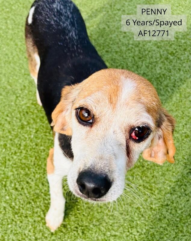 Penny, a Adoptable Beagle in Supply, NC image 2/2