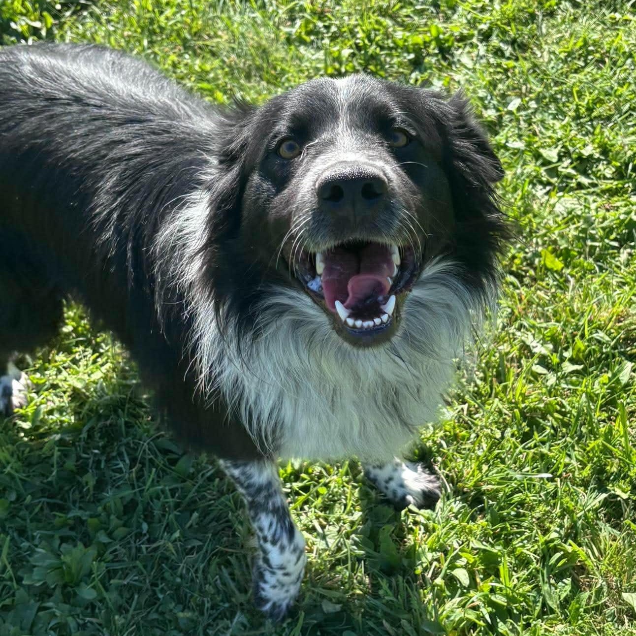Enlarge Dawson, a Adopted mixed breed in Tioga, PA image 5/6