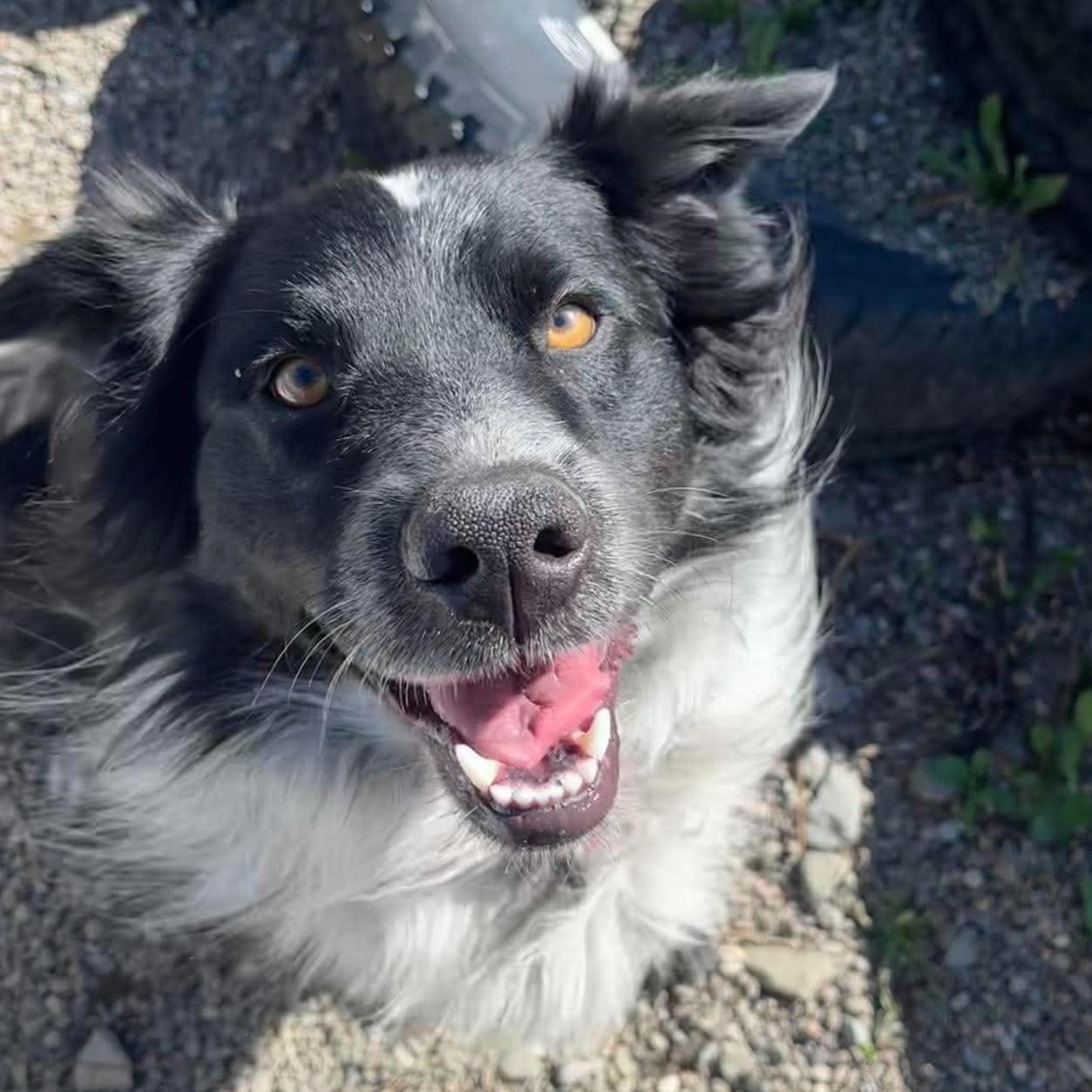 Enlarge Dawson, a Adopted mixed breed in Tioga, PA image 2/6