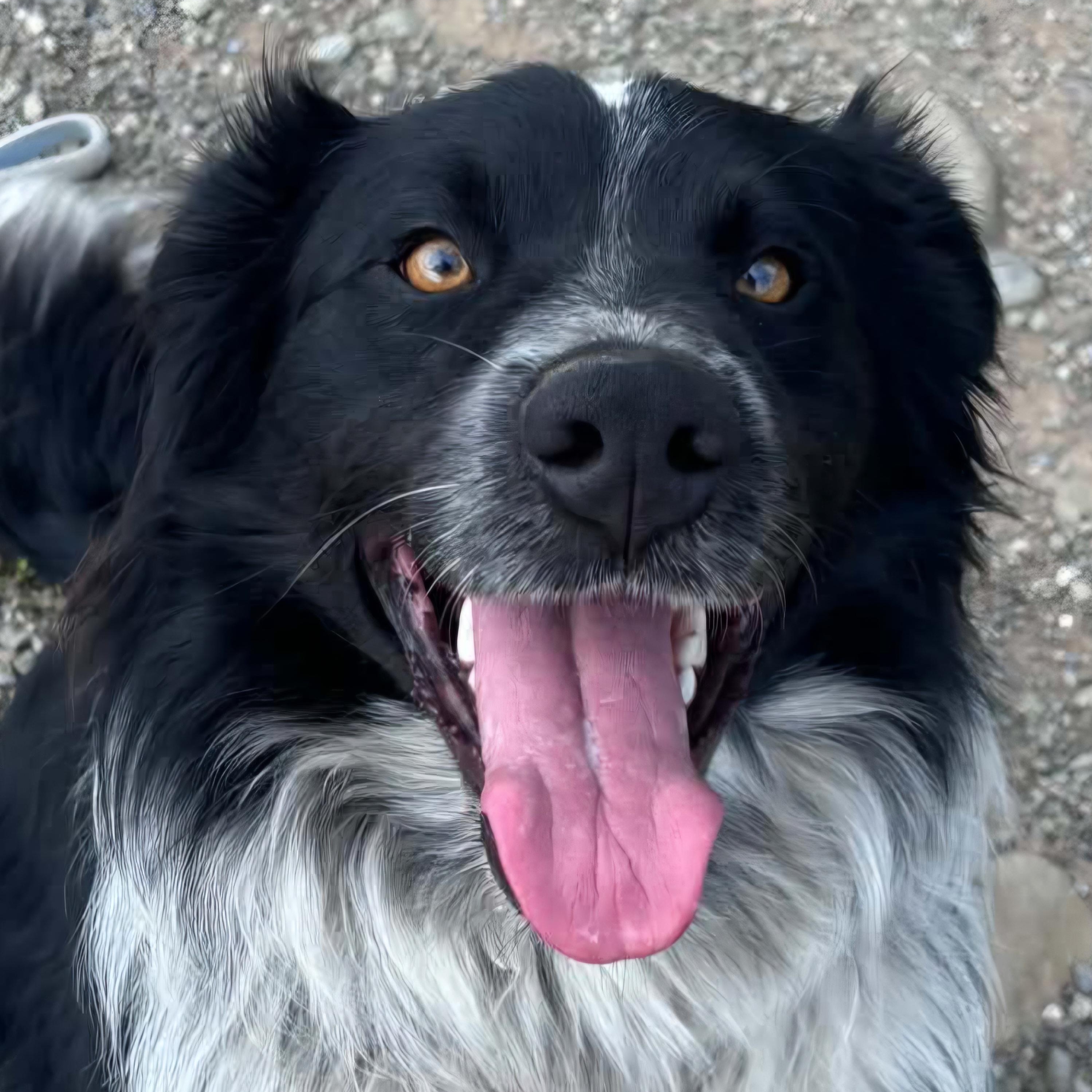 Dawson, Adopted, Young Male Border Collie.