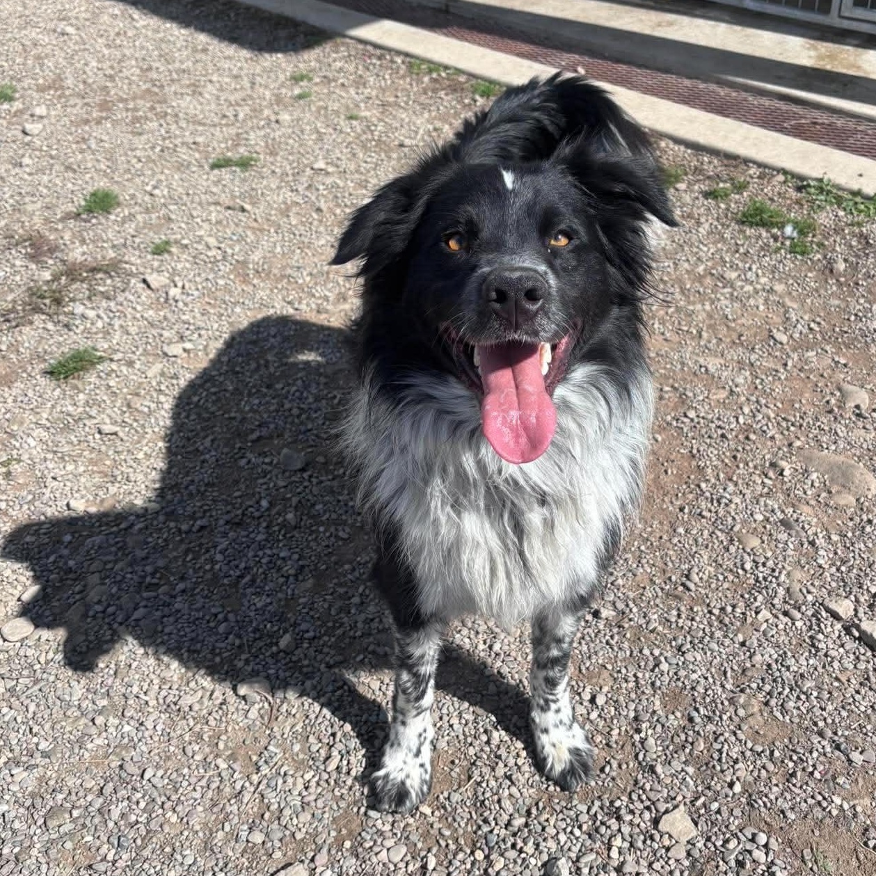 Enlarge Dawson, a Adopted mixed breed in Tioga, PA image 3/6