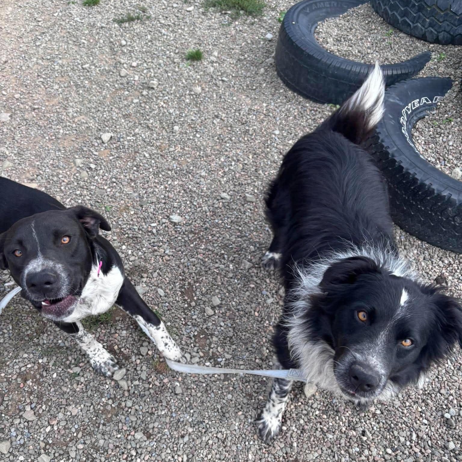 Enlarge Dawson, a Adopted mixed breed in Tioga, PA image 6/6