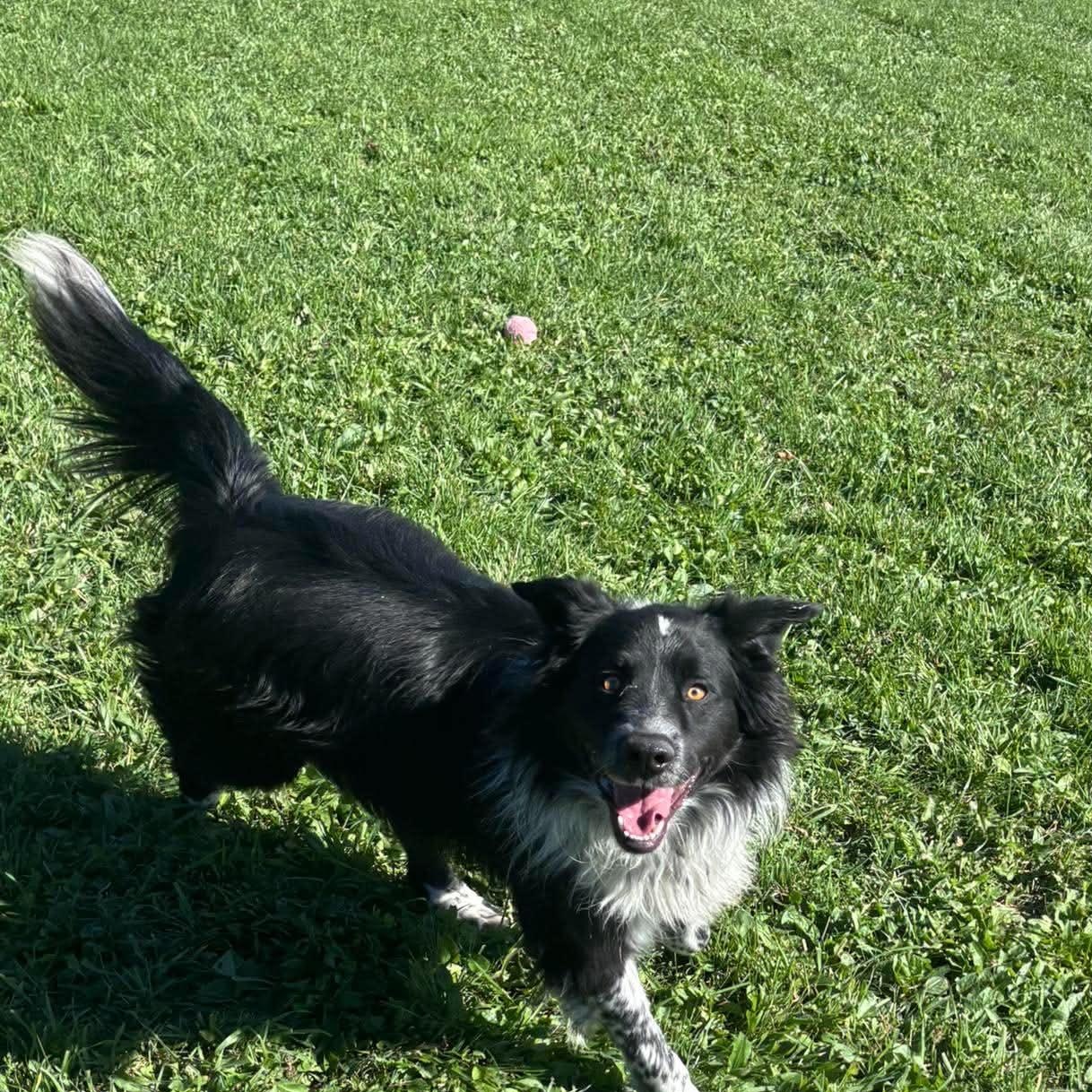 Enlarge Dawson, a Adopted mixed breed in Tioga, PA image 4/6