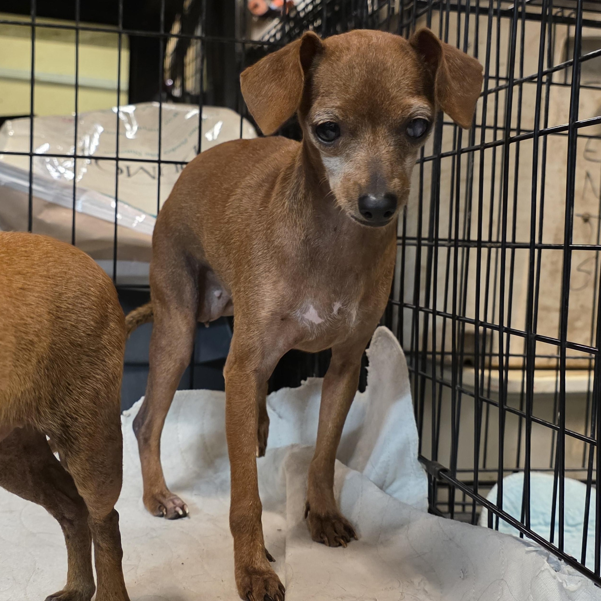 Penny, Adoptable, Adult Female Chihuahua.
