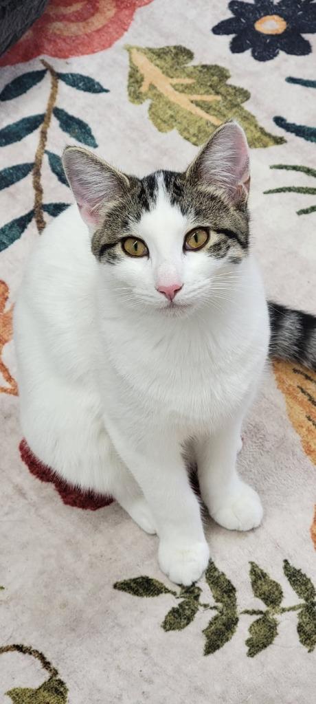 Chris, Adoptable, Young Male Domestic Short Hair.