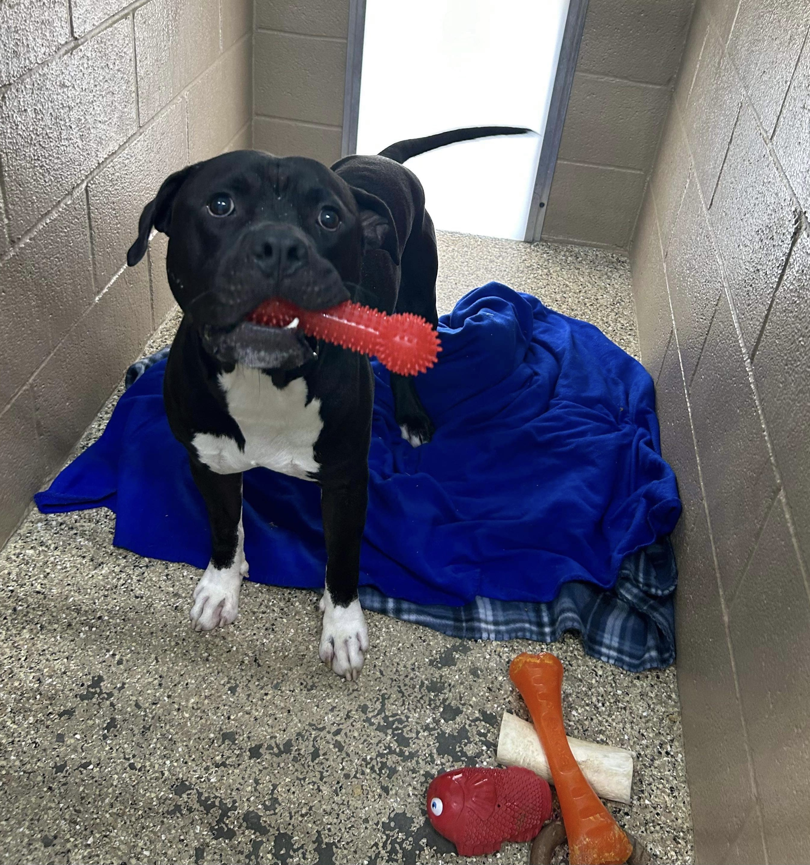 Enlarge Travis, a Adoptable mixed breed in Mechanicsburg, PA image 4/6
