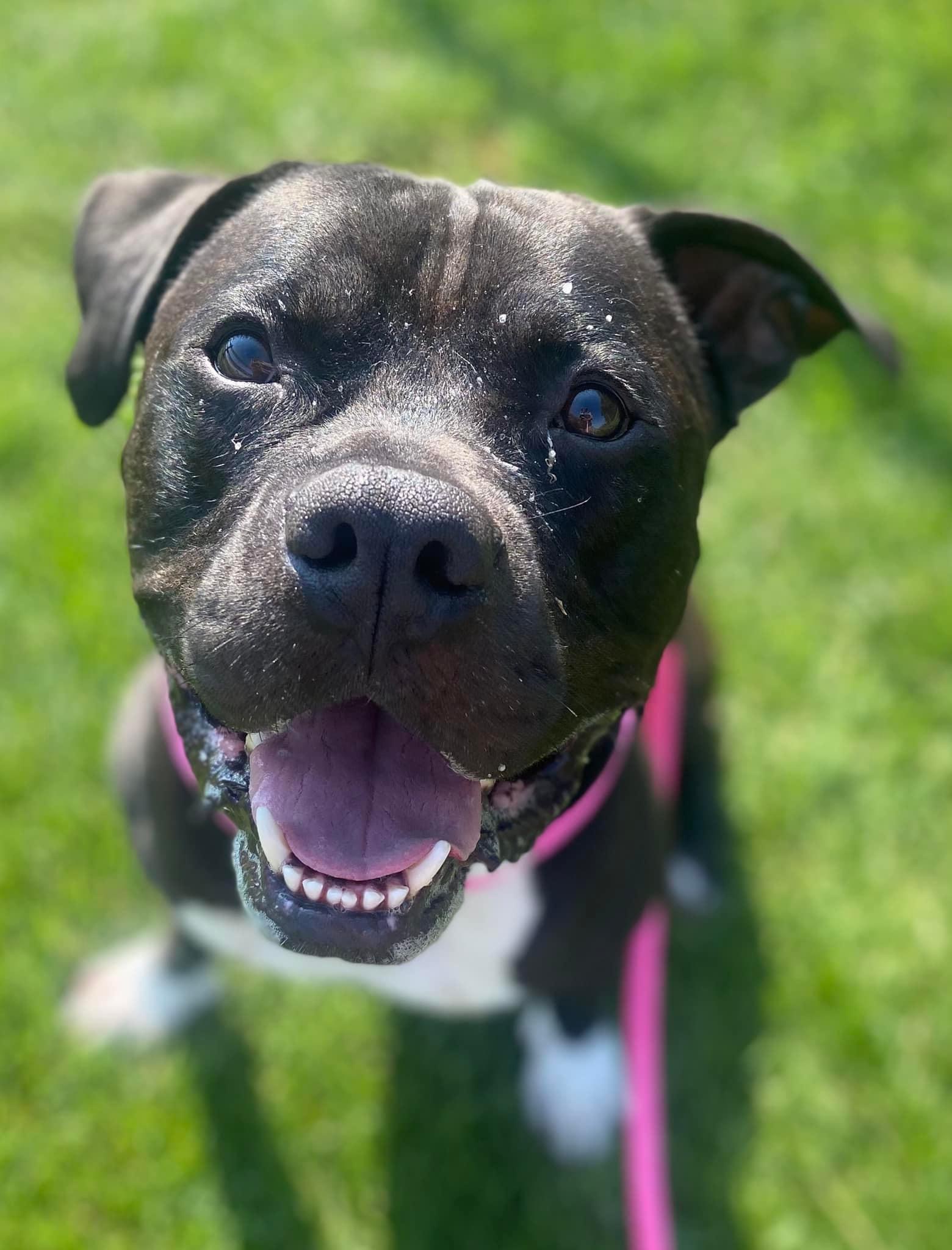 Enlarge Travis, a Adoptable mixed breed in Mechanicsburg, PA image 1/6