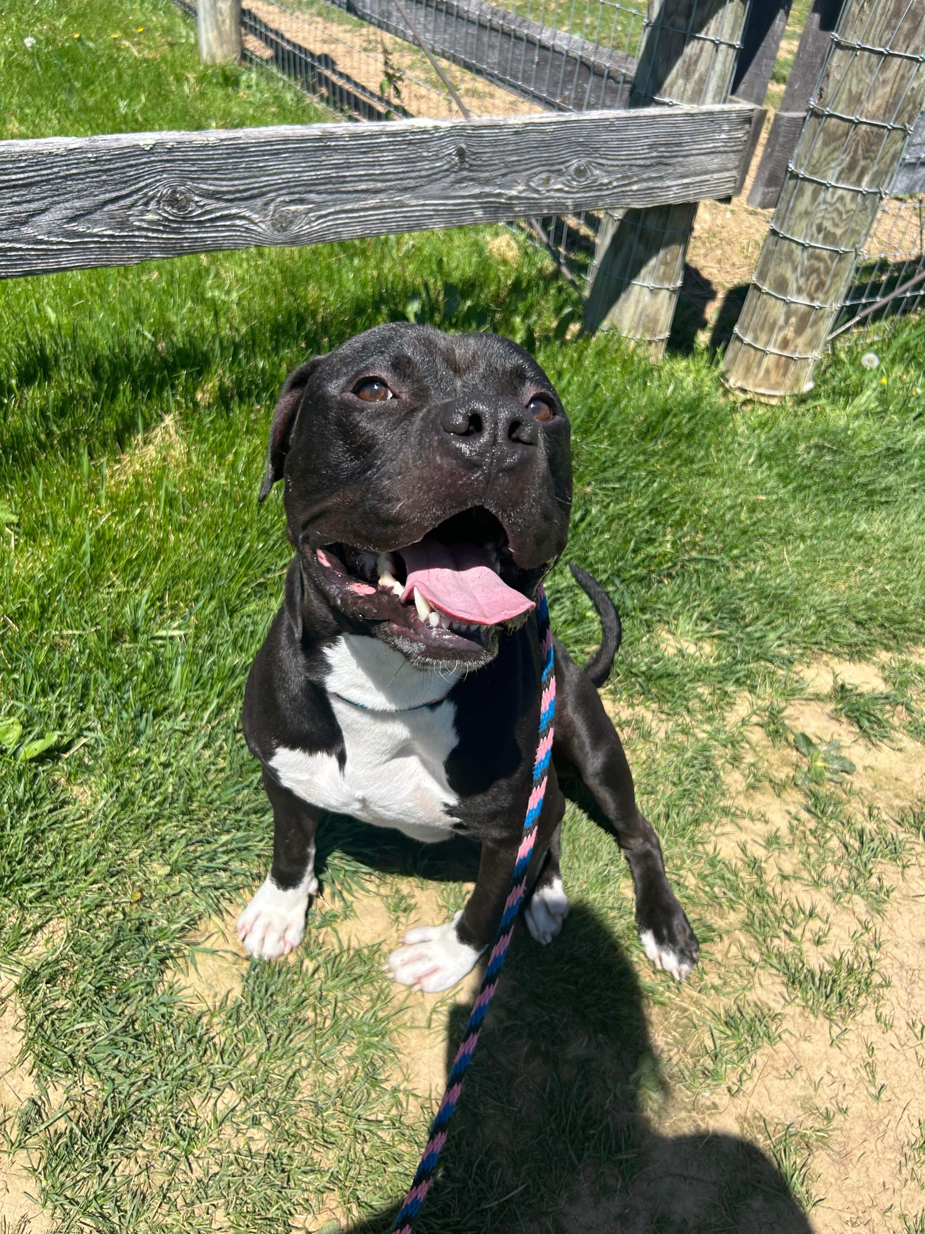 Enlarge Travis, a Adoptable mixed breed in Mechanicsburg, PA image 3/6