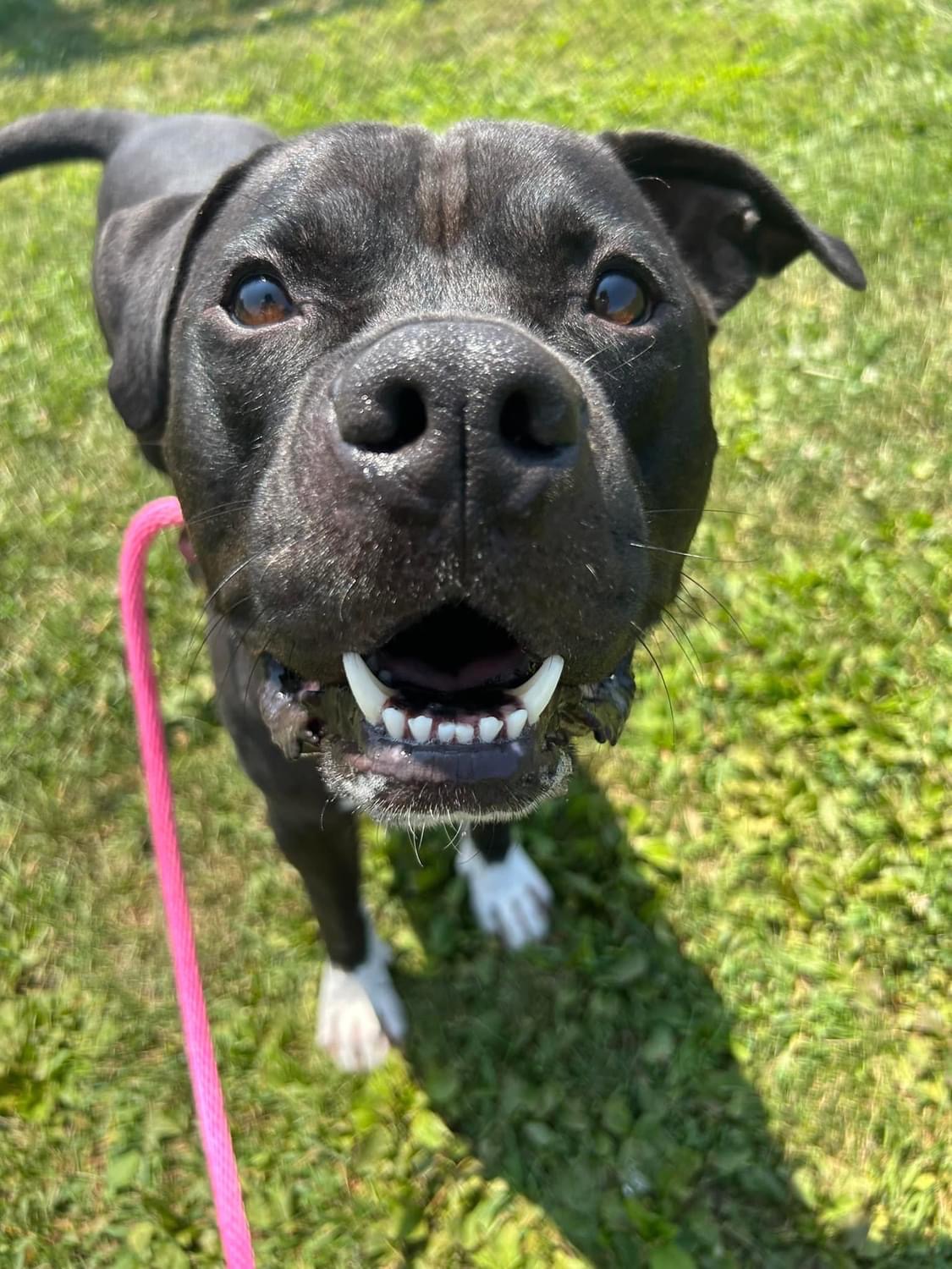 Enlarge Travis, a Adoptable mixed breed in Mechanicsburg, PA image 6/6