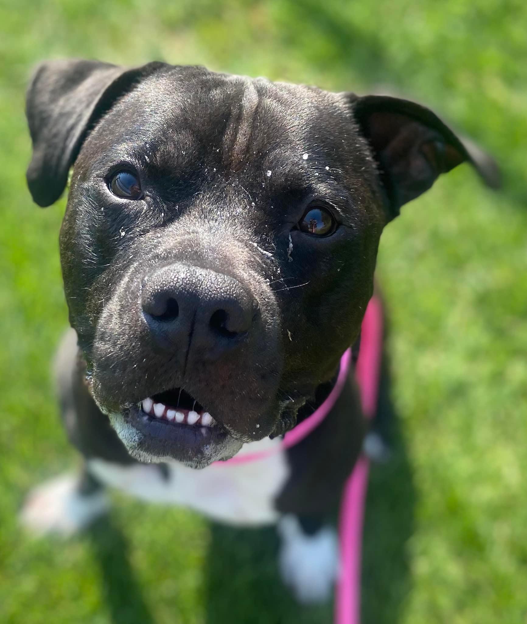 Enlarge Travis, a Adoptable mixed breed in Mechanicsburg, PA image 5/6