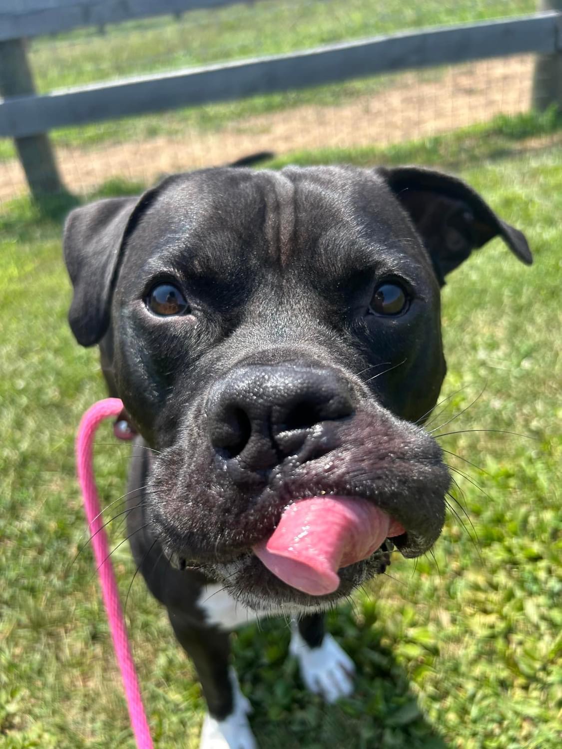 Enlarge Travis, a Adoptable mixed breed in Mechanicsburg, PA image 2/6