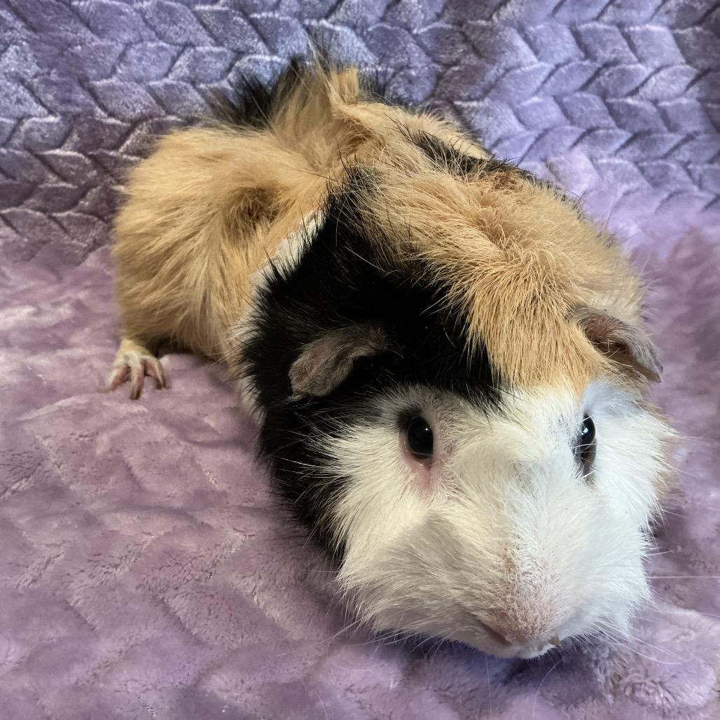 Wuzzy (bonded with Fuzzy), Adoptable, Young Male Guinea Pig.
