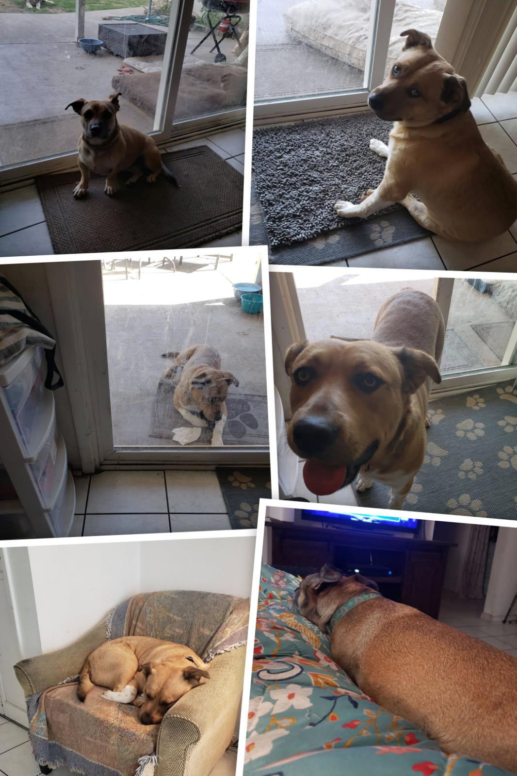 Lucky, ADOPTABLE, Young Male Black Mouth Cur & Labrador Retriever.