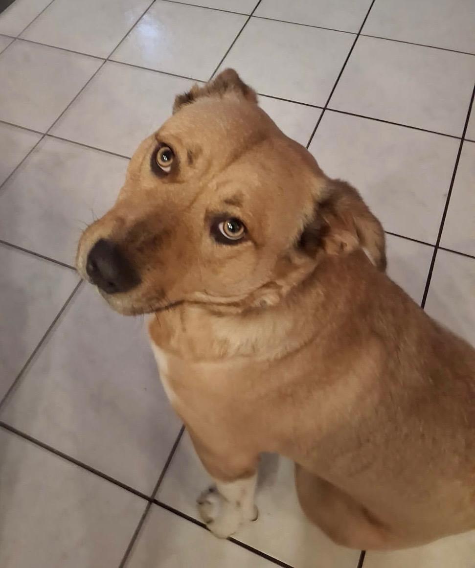 Enlarge Lucky, a ADOPTABLE mixed breed in Coarsegold, CA image 1/5