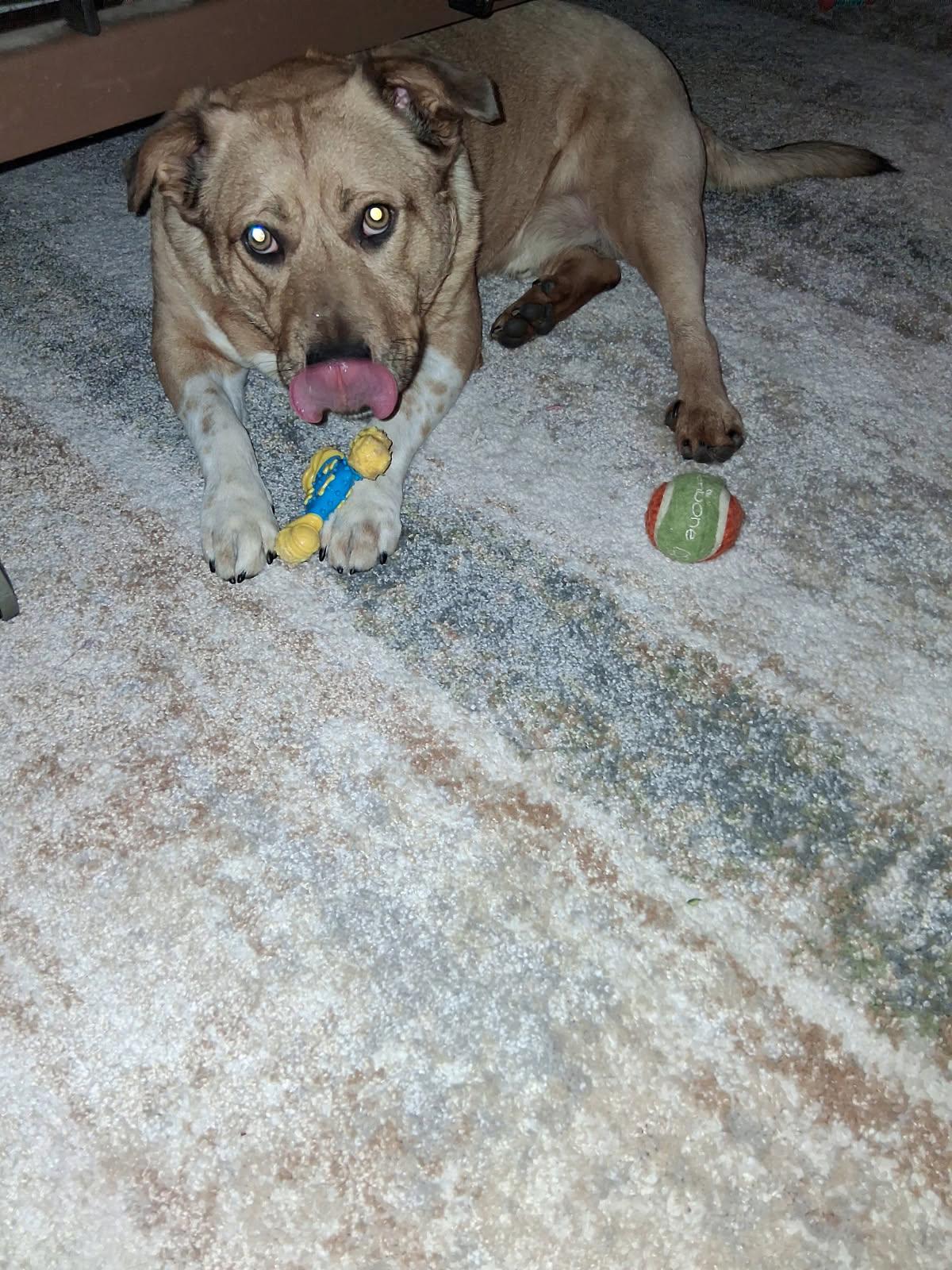 Enlarge Lucky, a ADOPTABLE mixed breed in Coarsegold, CA image 4/4