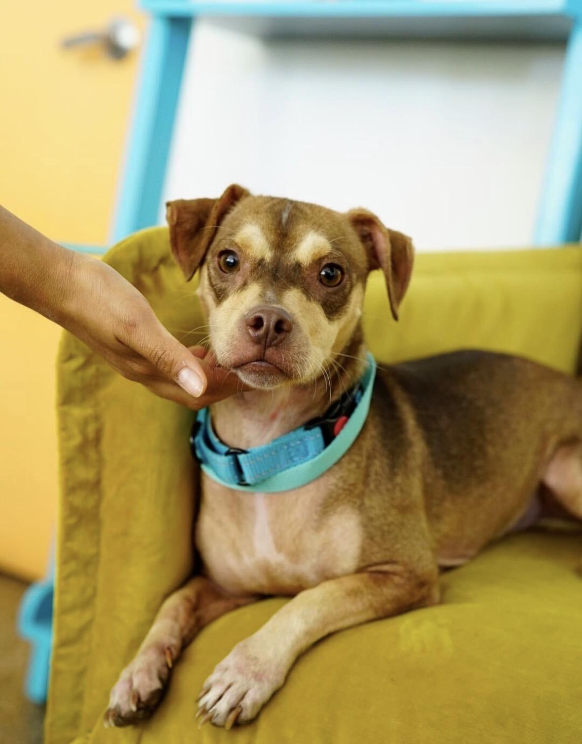 Enlarge Churro, a Adoptable mixed breed in Pasadena, CA image 1/5