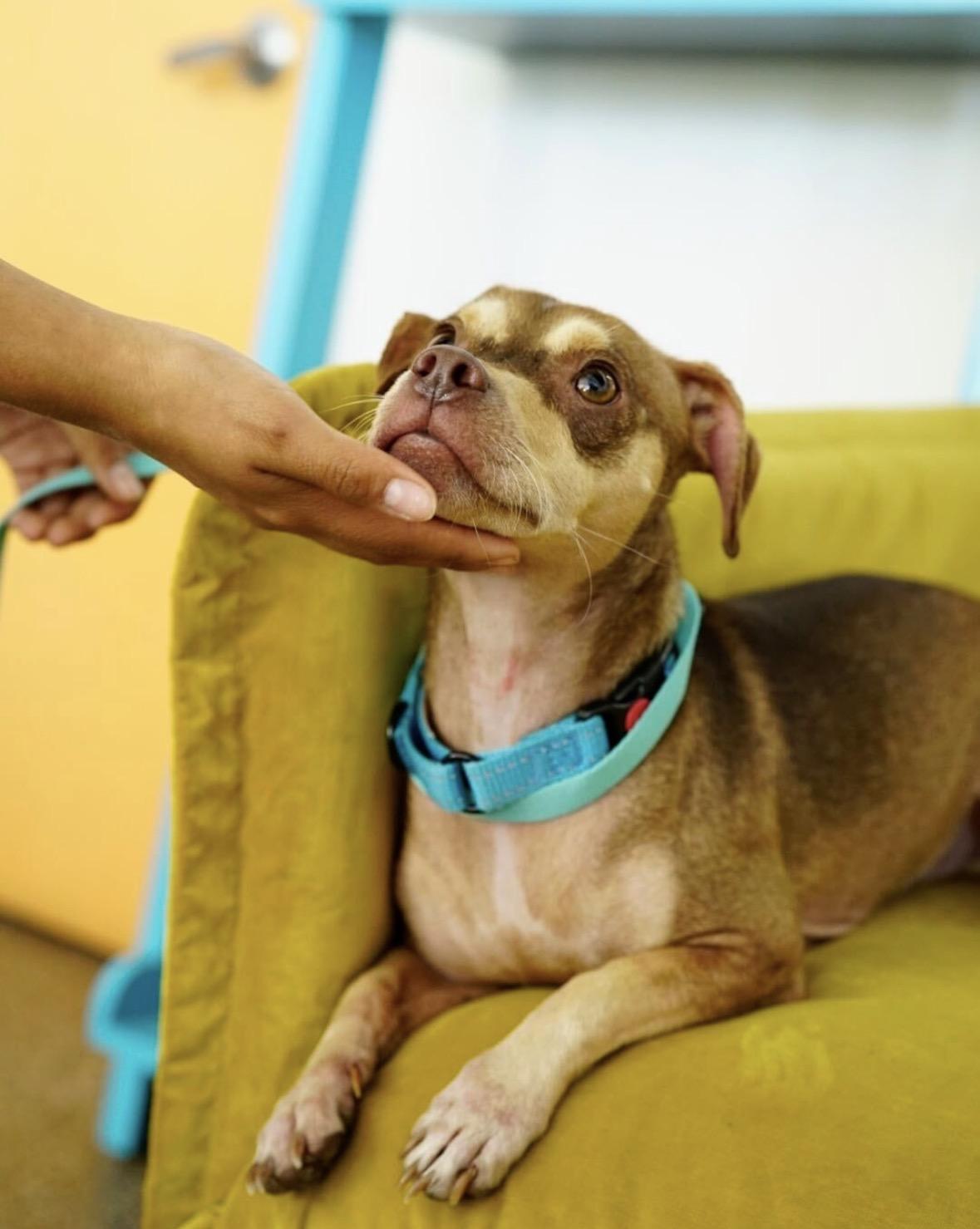 Enlarge Churro, a Adoptable mixed breed in Pasadena, CA image 3/5