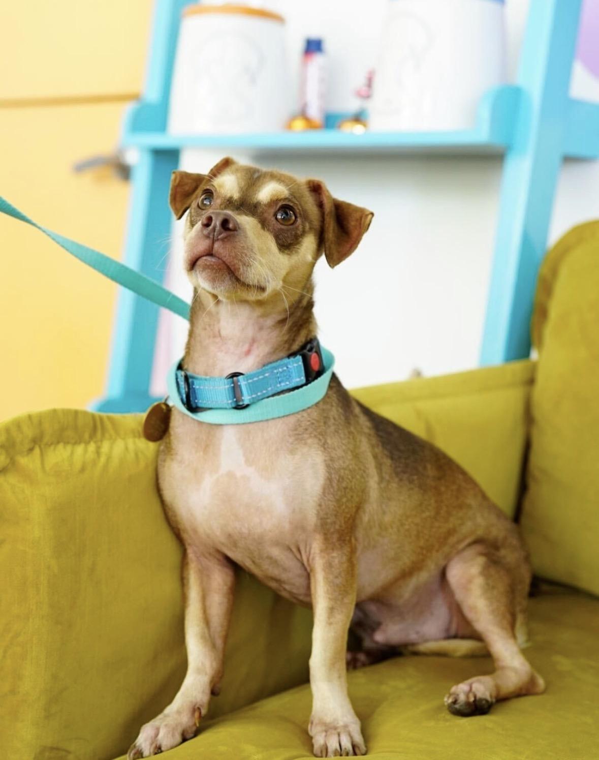 Enlarge Churro, a Adoptable mixed breed in Pasadena, CA image 4/5