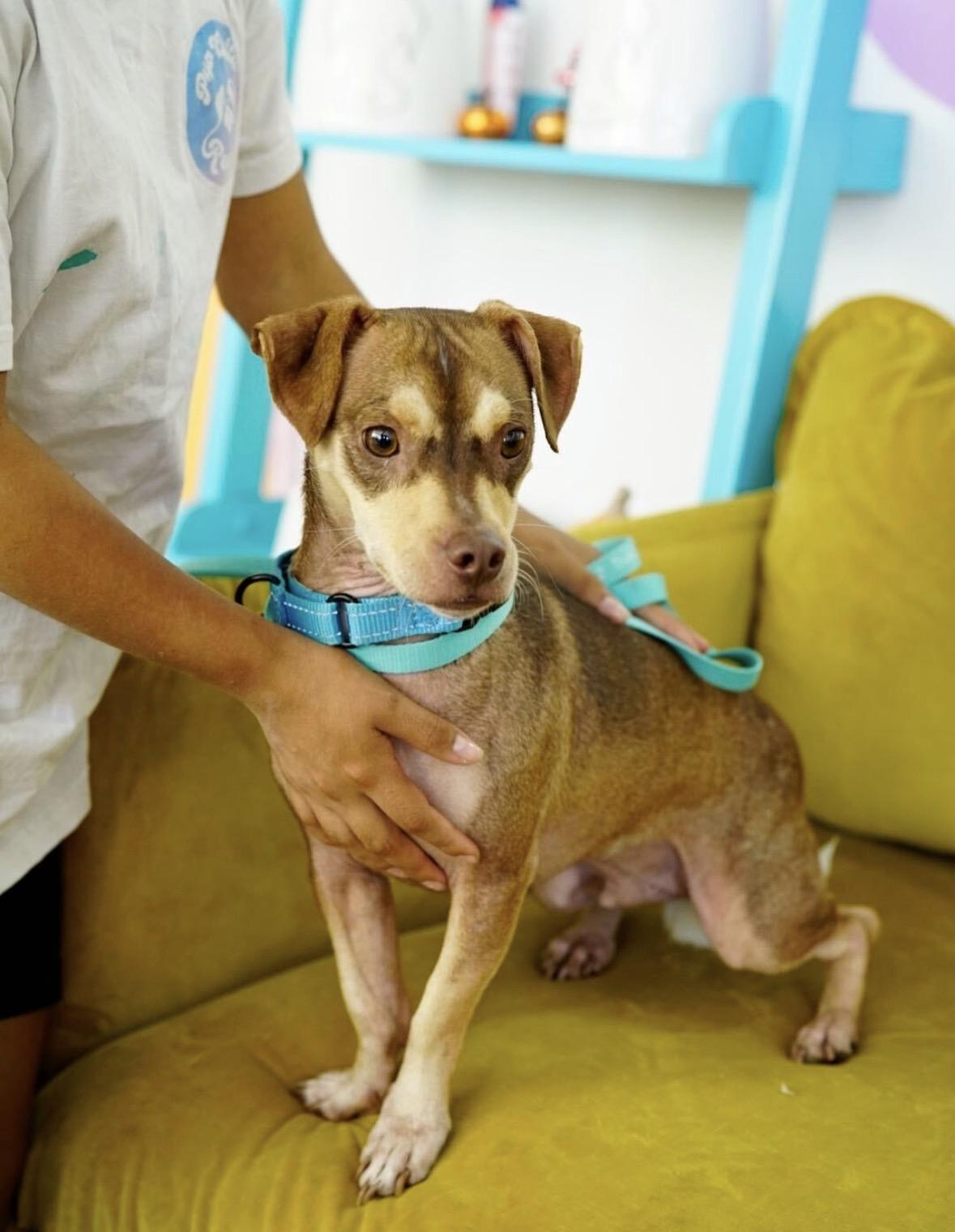 Enlarge Churro, a Adoptable mixed breed in Pasadena, CA image 5/5