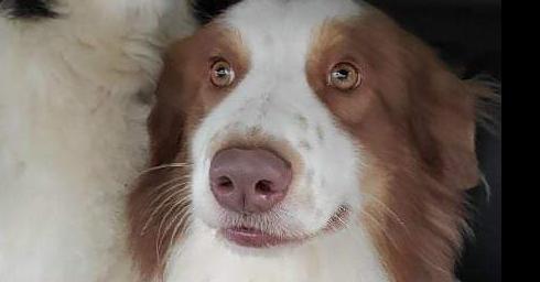 Duke, Adoptable, Adult Male Australian Shepherd.