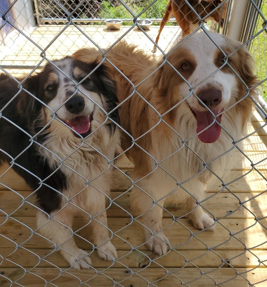 Duke, a Adoptable Australian Shepherd in Ridgeland, SC image 2/2