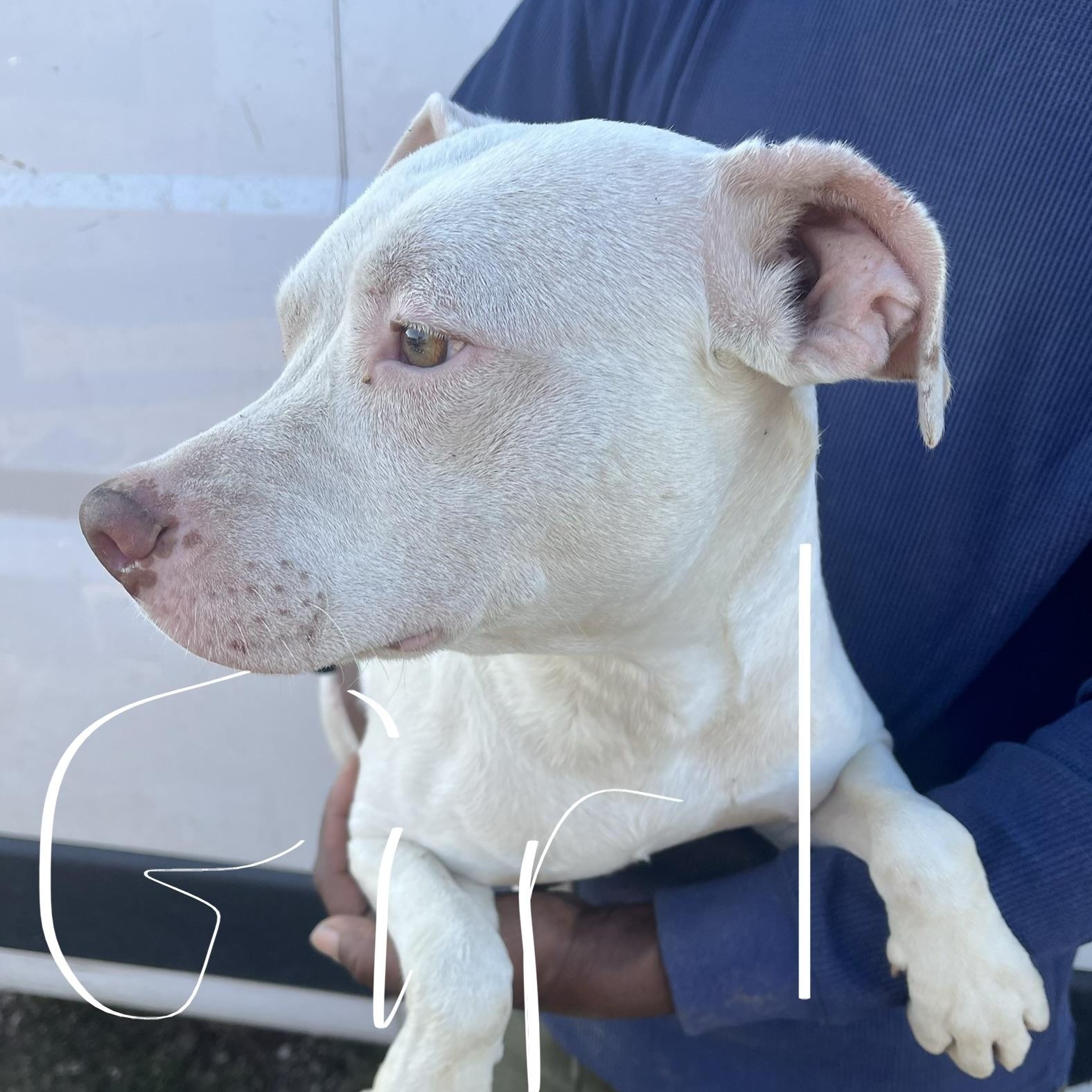 Enlarge Elanore - Local Jan 9-11, an adopted mixed breed in Westerly, RI image 6/6