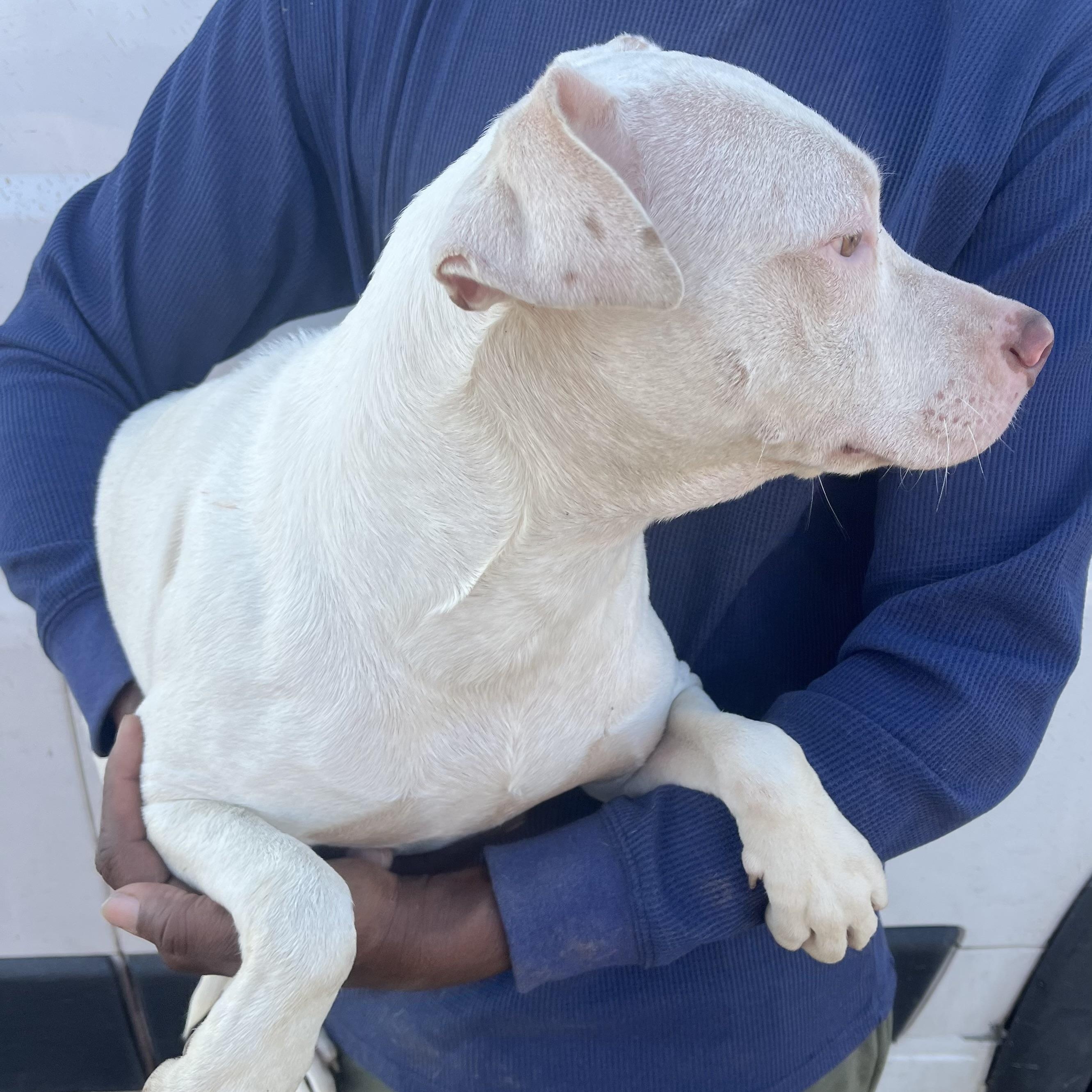 Enlarge Elanore - Local Jan 9-11, an adopted mixed breed in Westerly, RI image 5/6