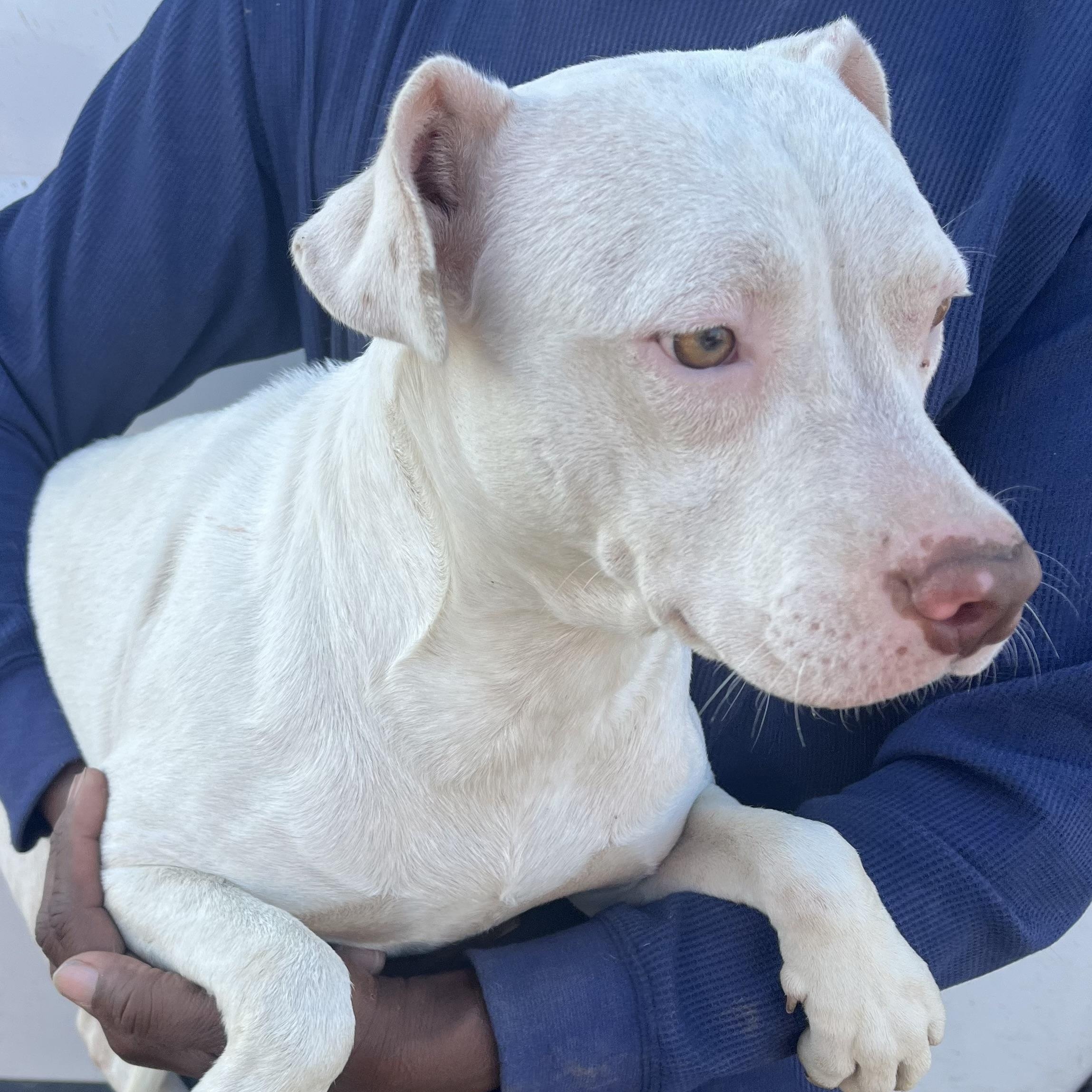 Enlarge Elanore - Local Jan 9-11, an adopted mixed breed in Westerly, RI image 3/6