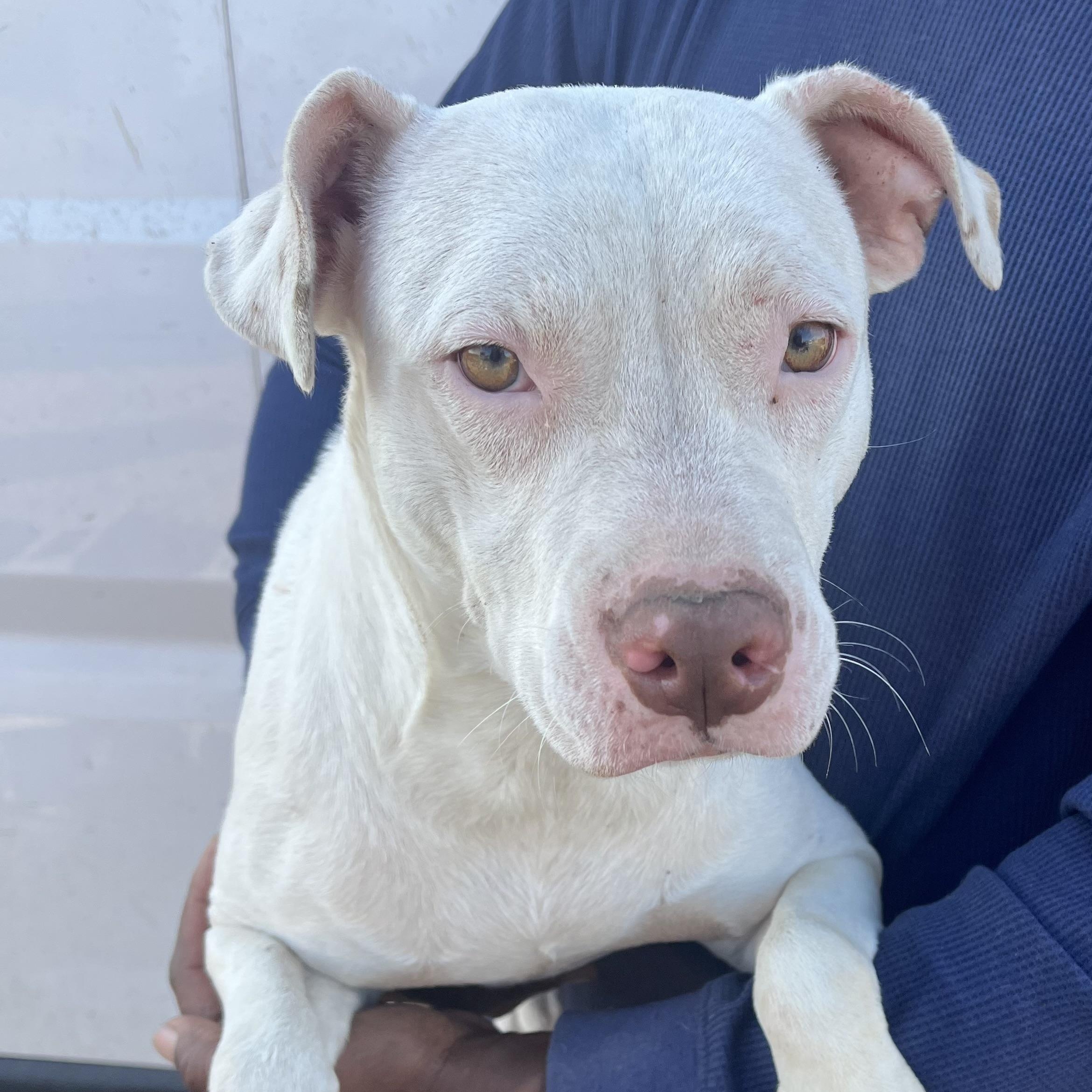 Enlarge Elanore - Local Jan 9-11, an adopted mixed breed in Westerly, RI image 1/6