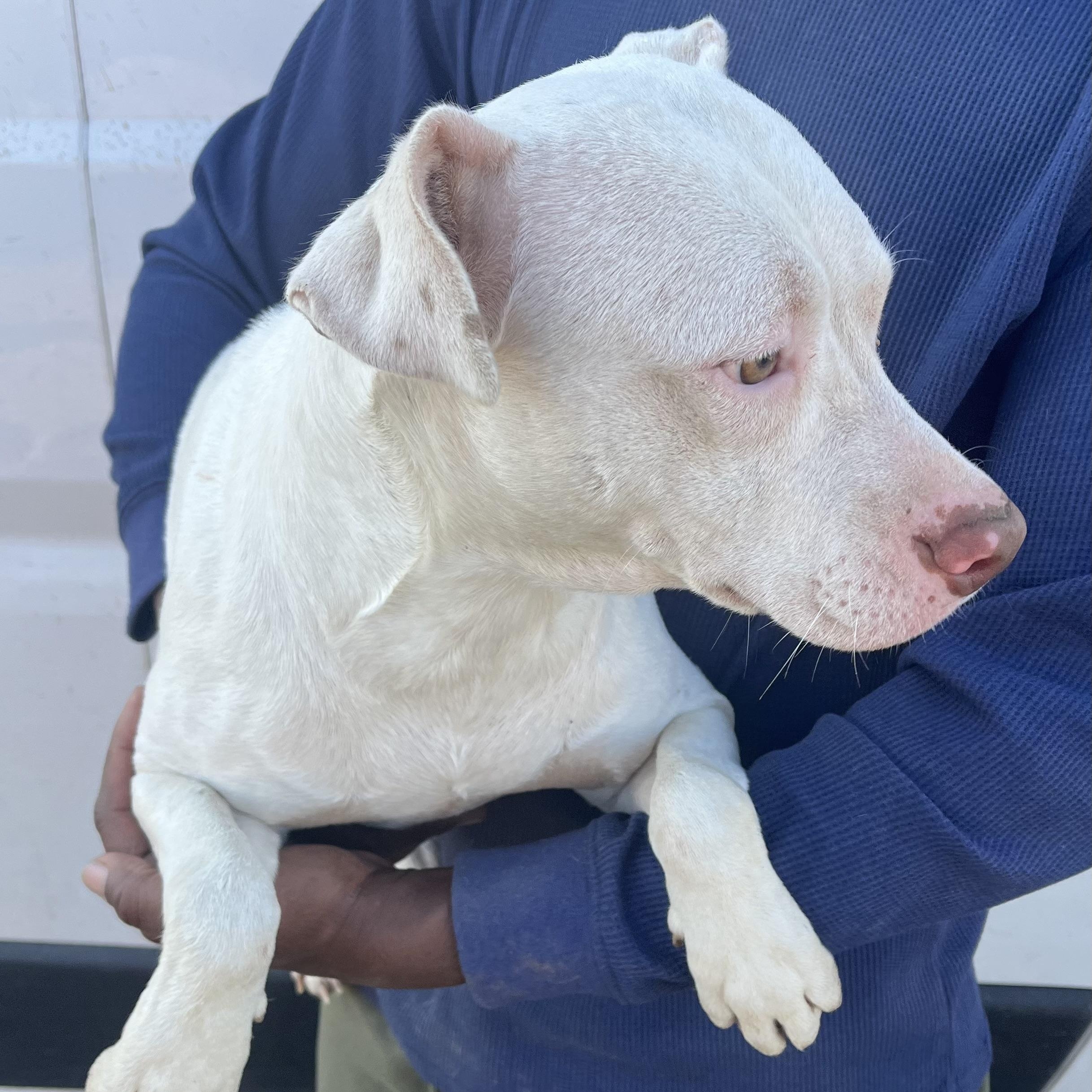 Enlarge Elanore - Local Jan 9-11, an adopted mixed breed in Westerly, RI image 4/6