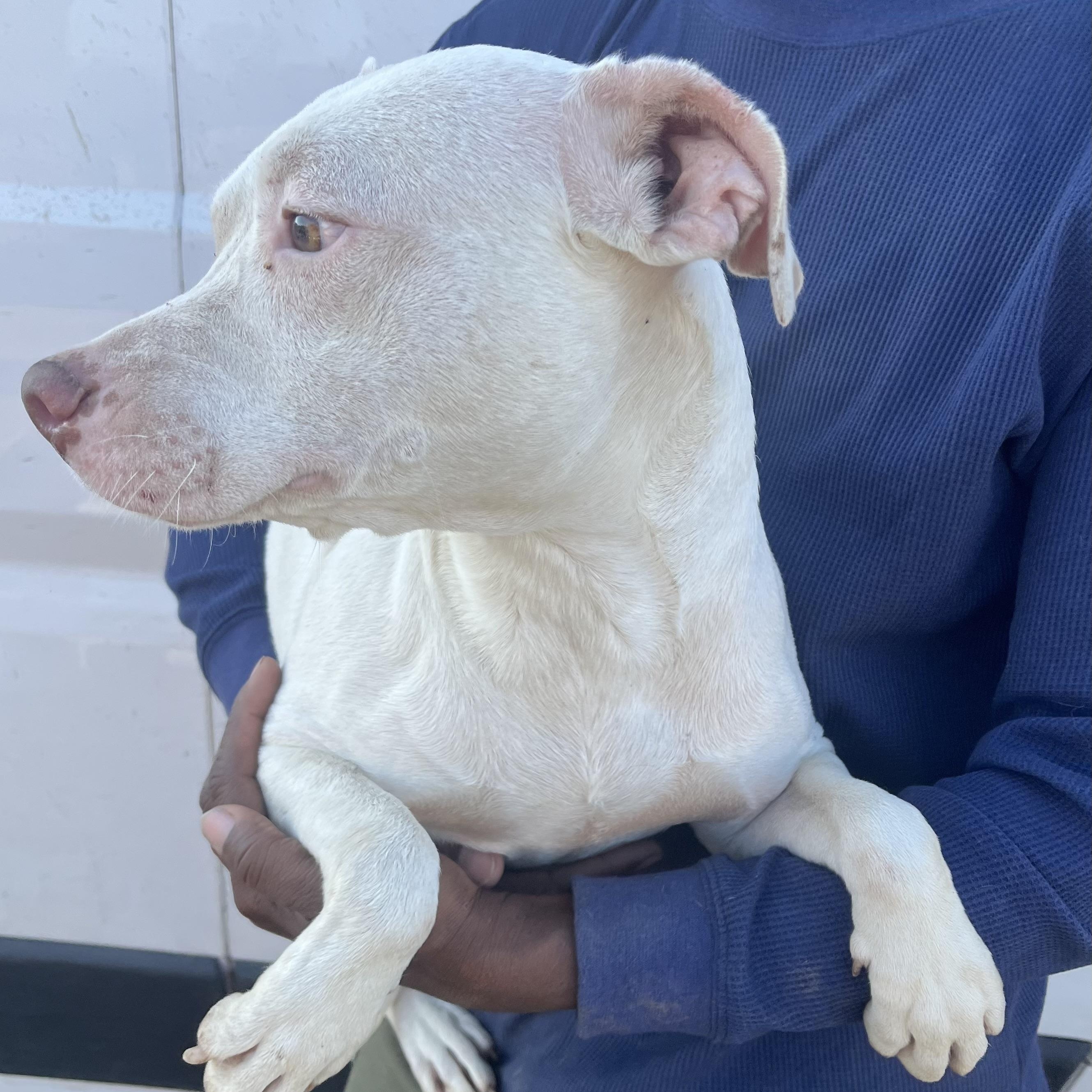 Enlarge Elanore - Local Jan 9-11, an adopted mixed breed in Westerly, RI image 2/6