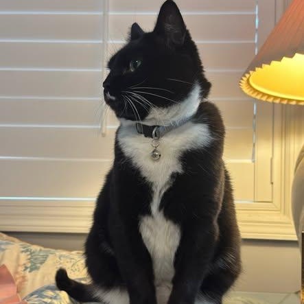 Enlarge Suzy, a ADOPTABLE Domestic Short Hair in Birmingham, AL image 2/3