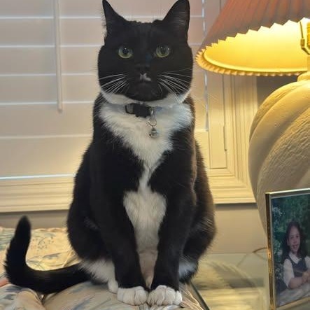 Enlarge Suzy, a ADOPTABLE Domestic Short Hair in Birmingham, AL image 1/3