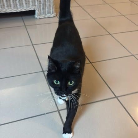 Enlarge Suzy, a ADOPTABLE Domestic Short Hair in Birmingham, AL image 3/3