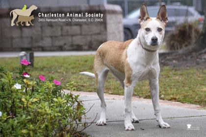 89431a Midge, Adoptable, Adult Female Carolina Dog & Mixed Breed.
