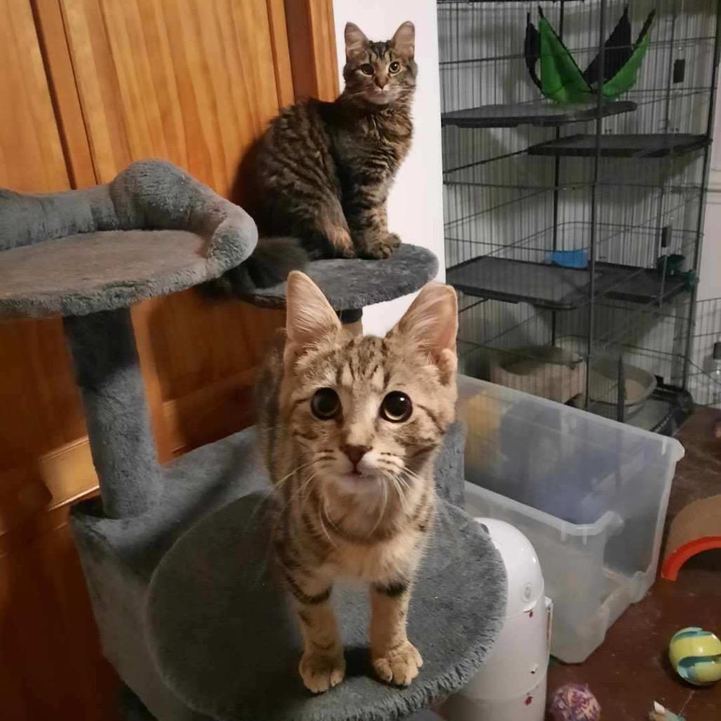 Shere Khan — thumbnail 2