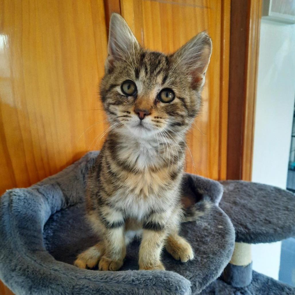 Shere Khan — thumbnail 3