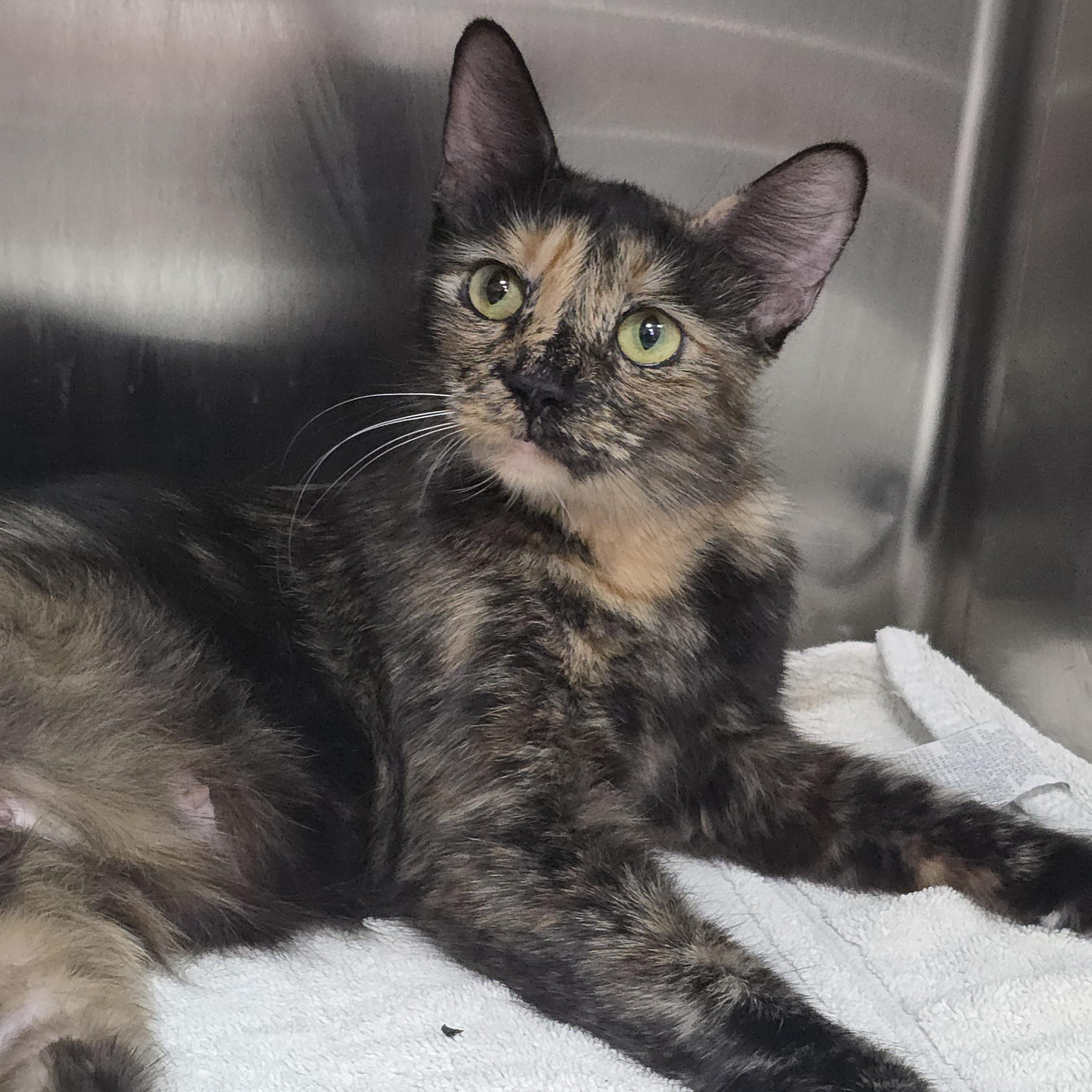 Enlarge Paisley, a ADOPTABLE mixed breed in Mission Viejo, CA image 1/1