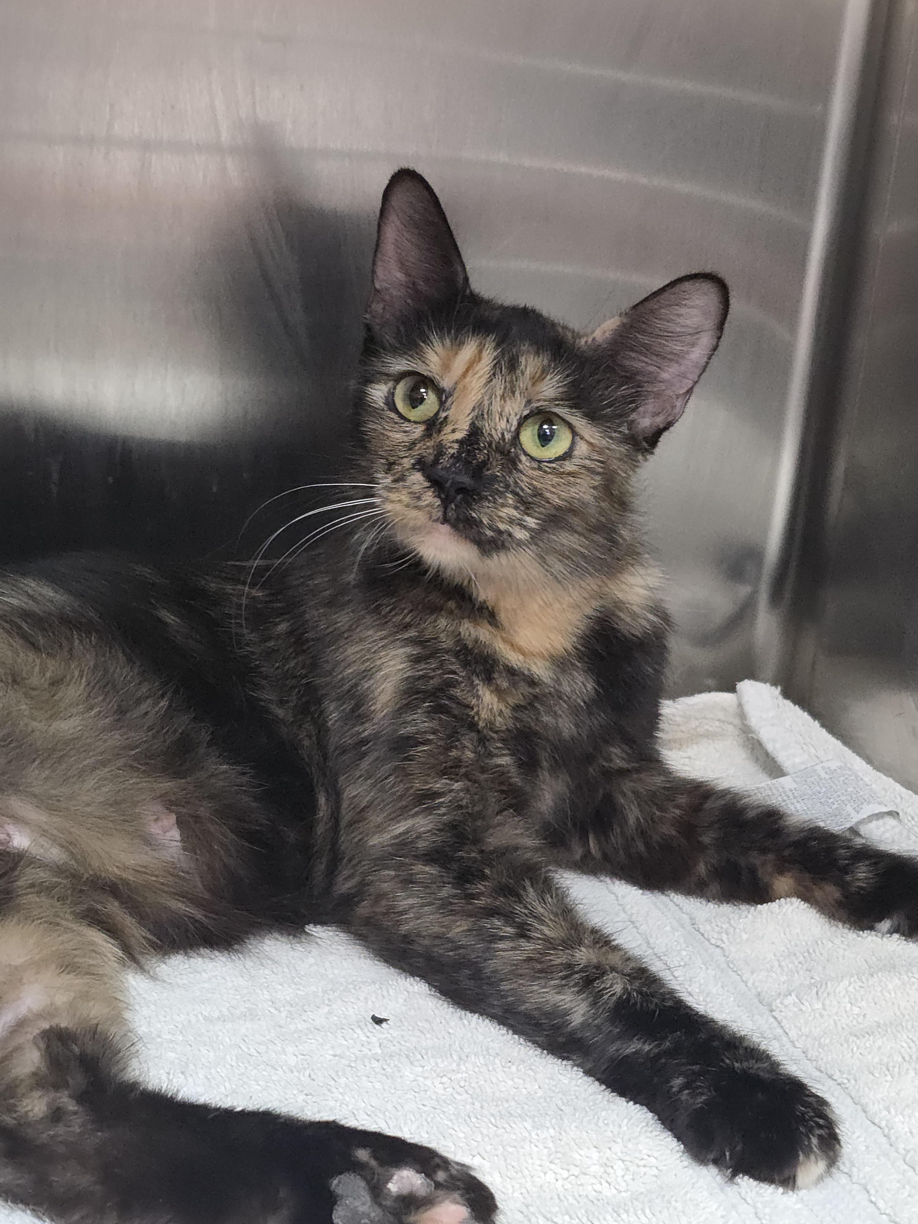 Enlarge Paisley, a ADOPTABLE mixed breed in Mission Viejo, CA image 1/1