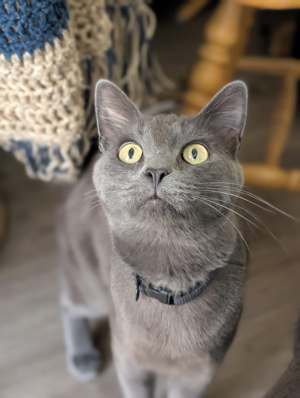 Enlarge Mickey, an adopted Domestic Short Hair in MORONI, UT image 1/3