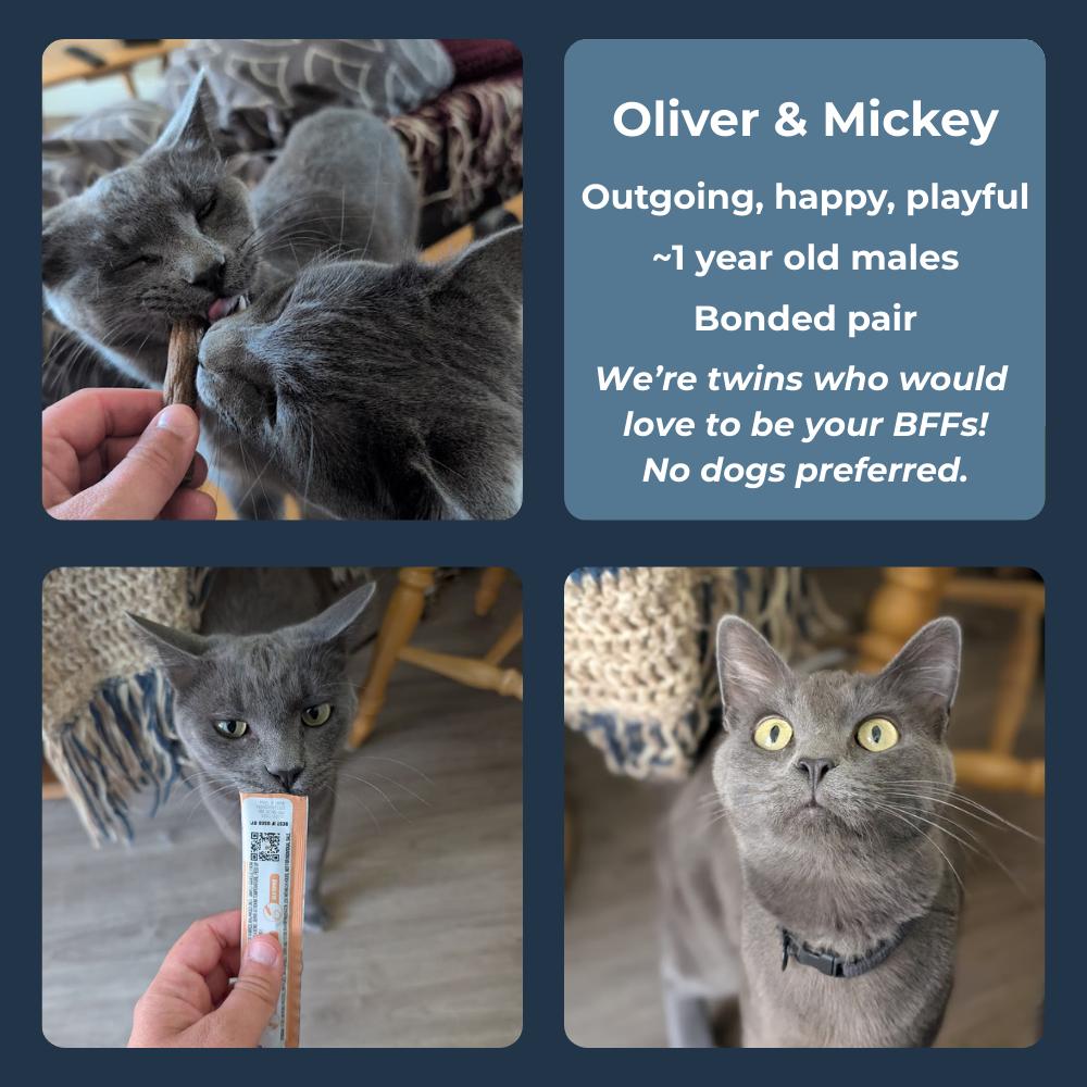 Enlarge Mickey, an adopted Domestic Short Hair in MORONI, UT image 3/3