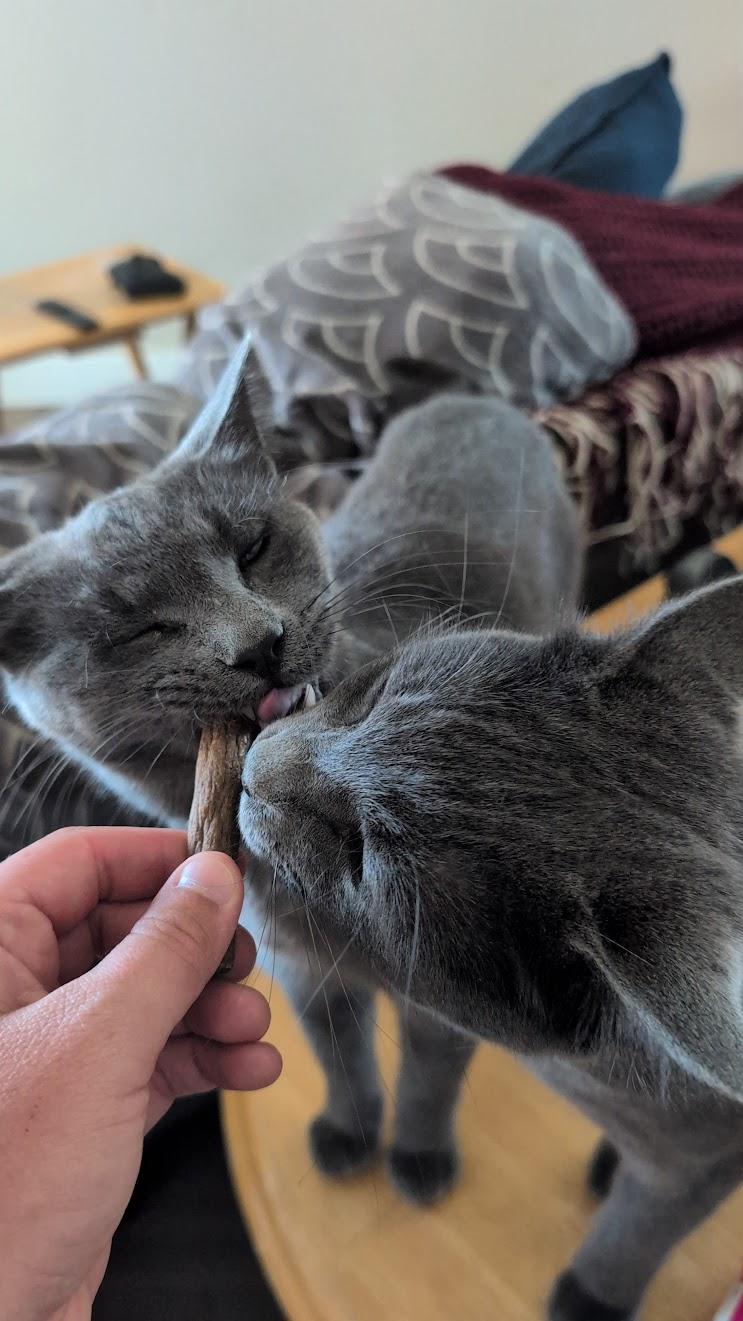 Enlarge Mickey, an adopted Domestic Short Hair in MORONI, UT image 2/3