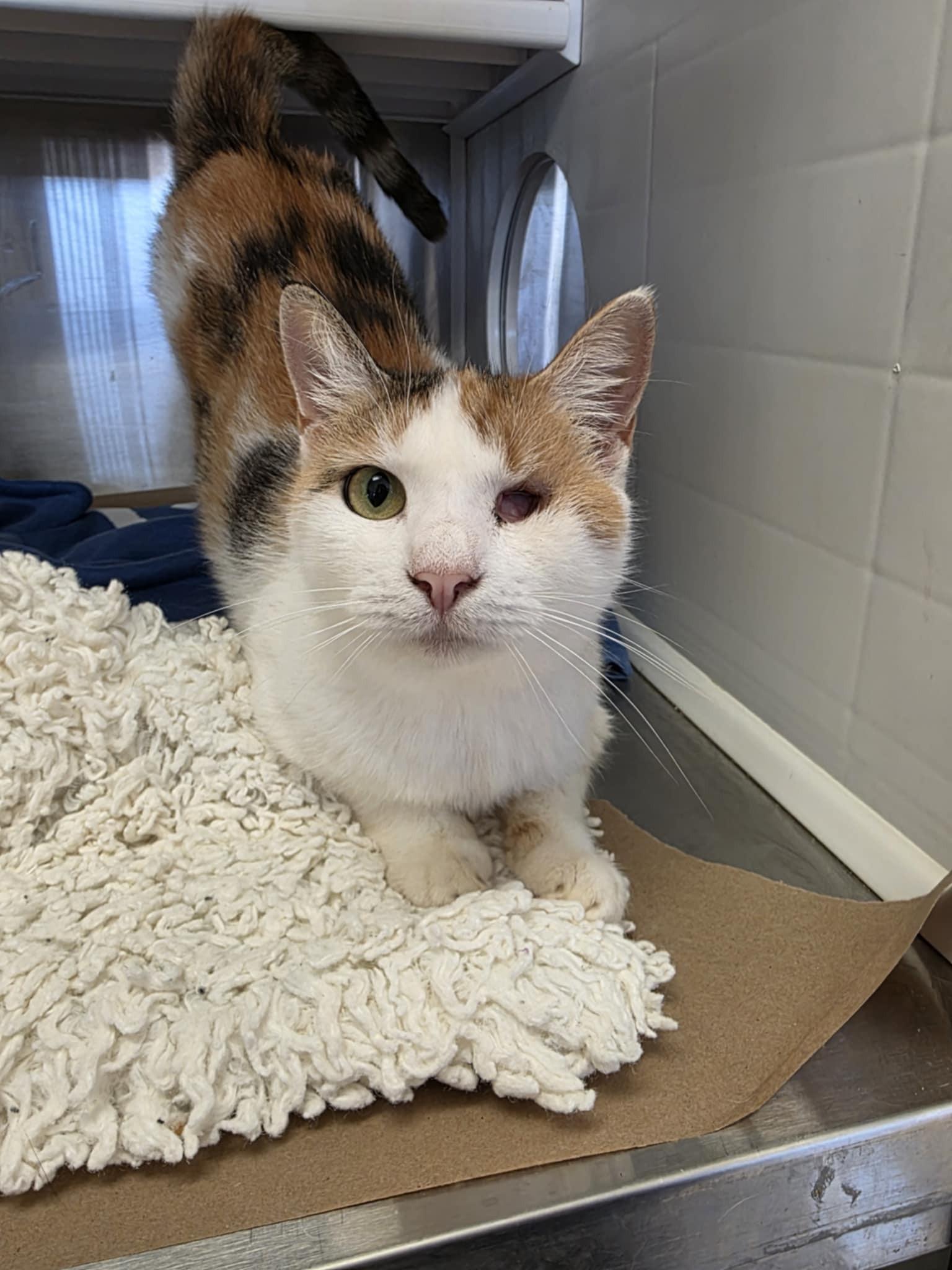 Enlarge Melissa, a ADOPTABLE Calico in Umatilla, FL image 2/3