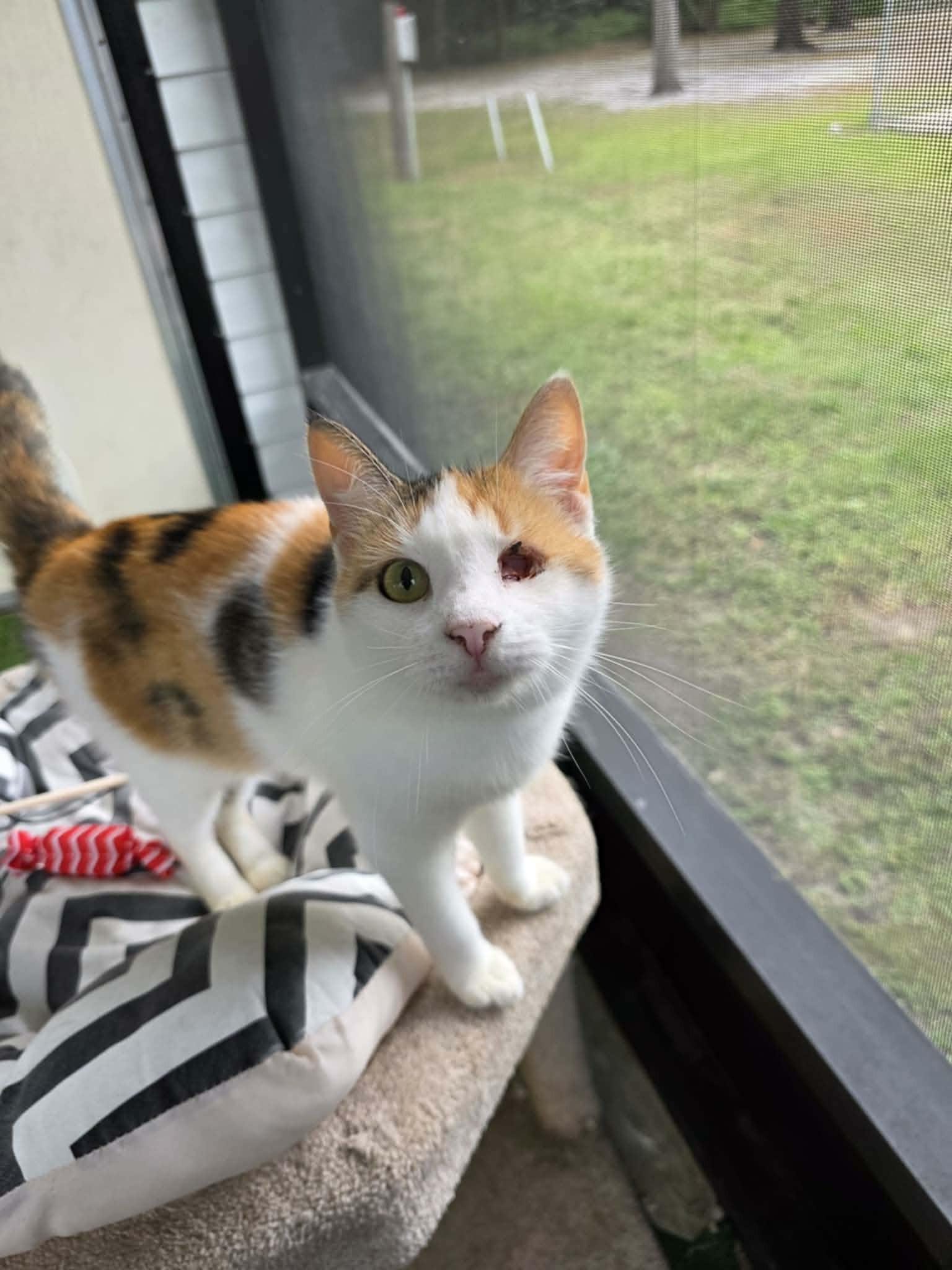 Melissa, ADOPTABLE, Adult Female Calico.