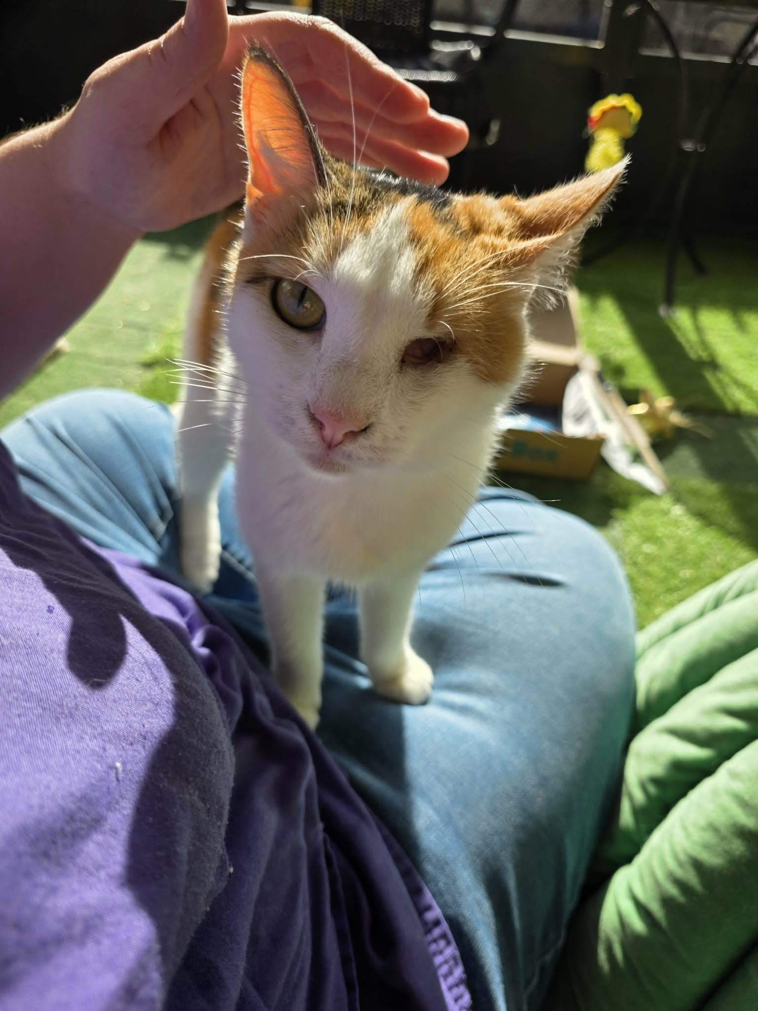 Enlarge Melissa, a ADOPTABLE Calico in Umatilla, FL image 5/6