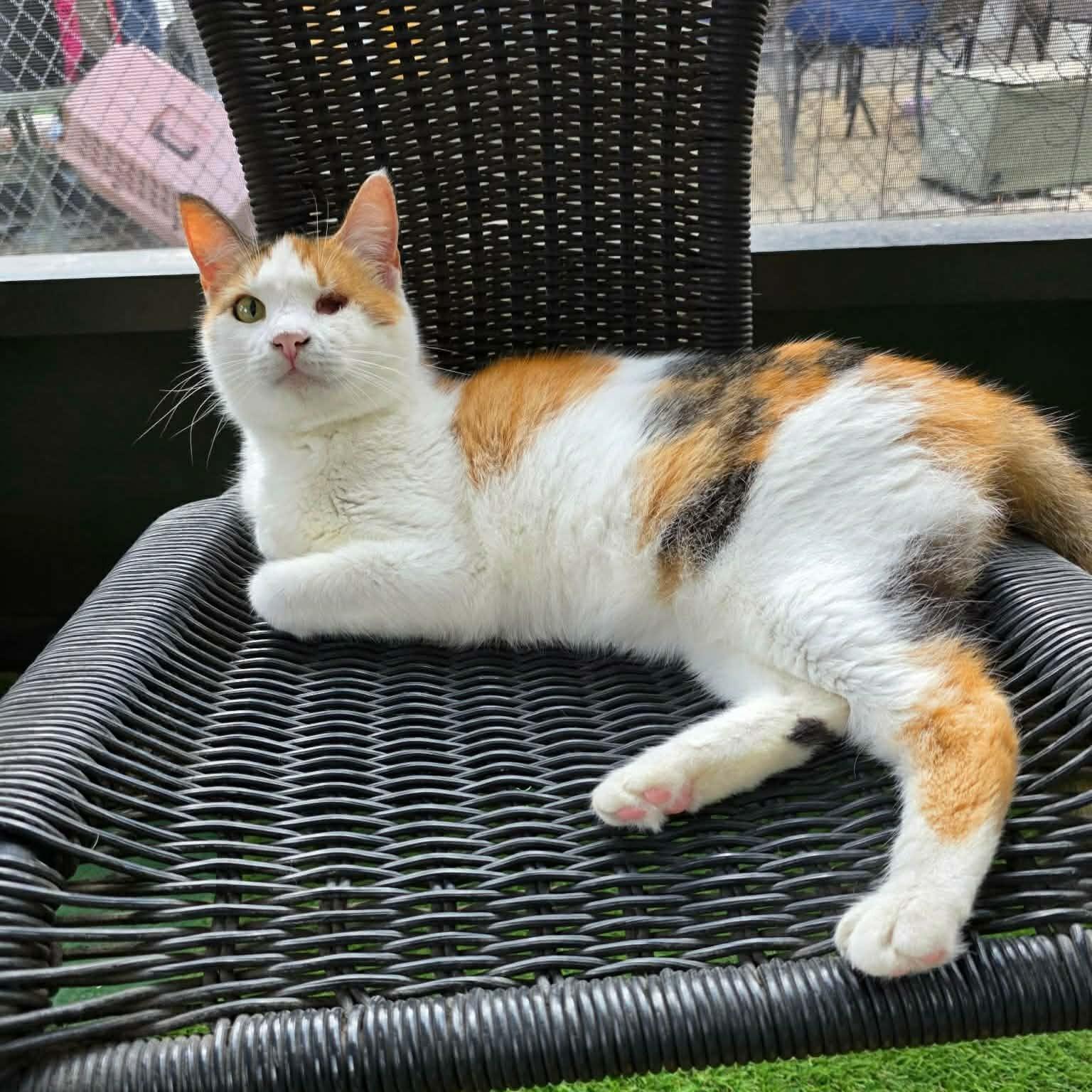 Enlarge Melissa, a ADOPTABLE Calico in Umatilla, FL image 6/6