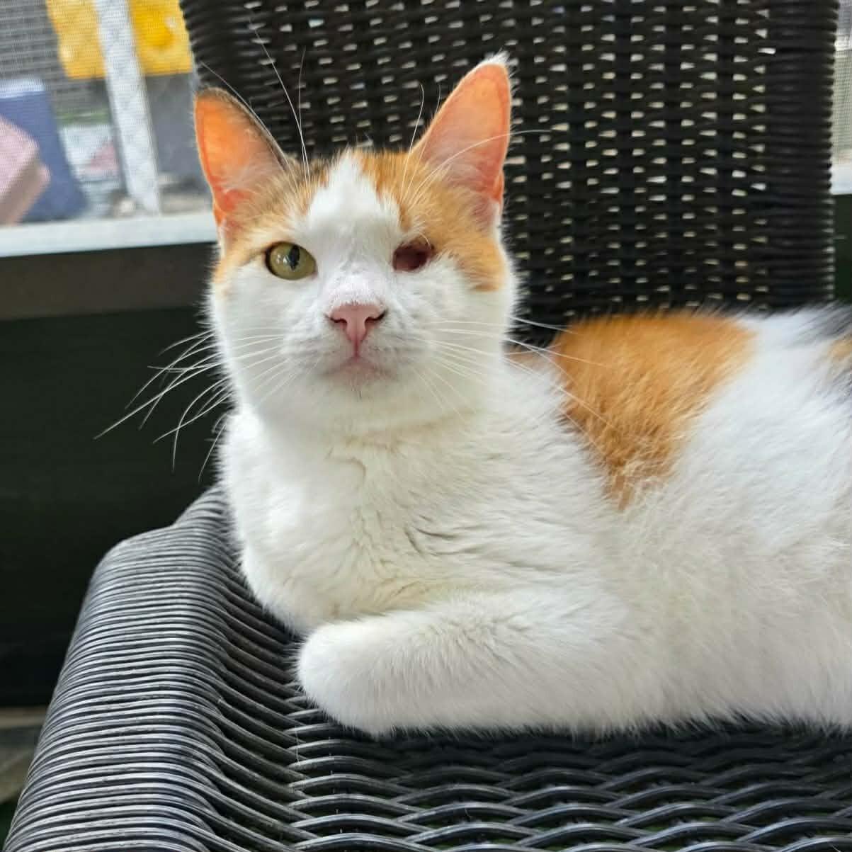 Enlarge Melissa, a ADOPTABLE Calico in Umatilla, FL image 1/6