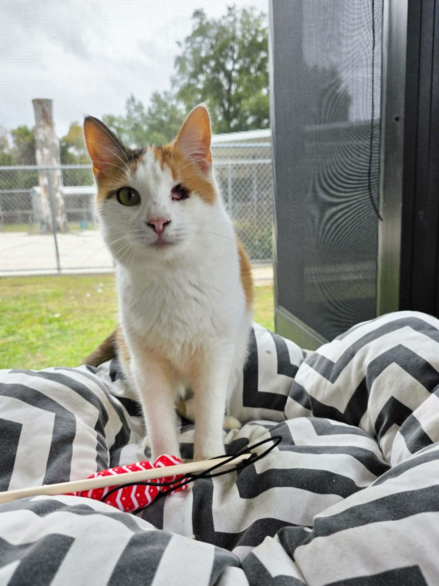 Enlarge Melissa, a ADOPTABLE Calico in Umatilla, FL image 3/3