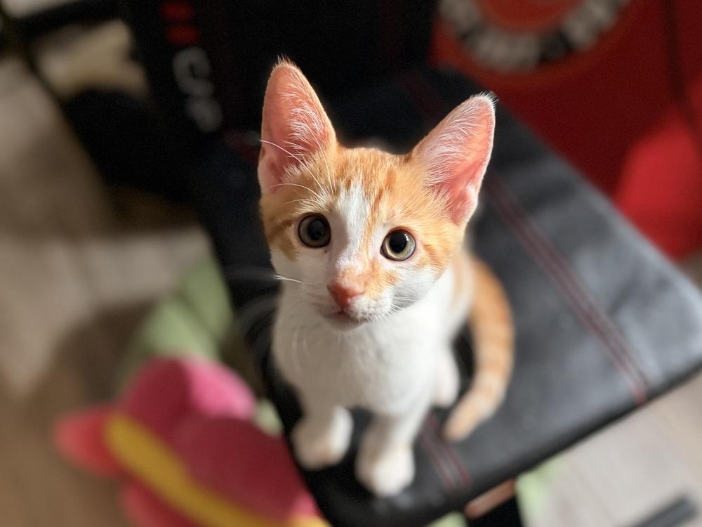 Sunny, Adoptable, Kitten Male Domestic Short Hair.